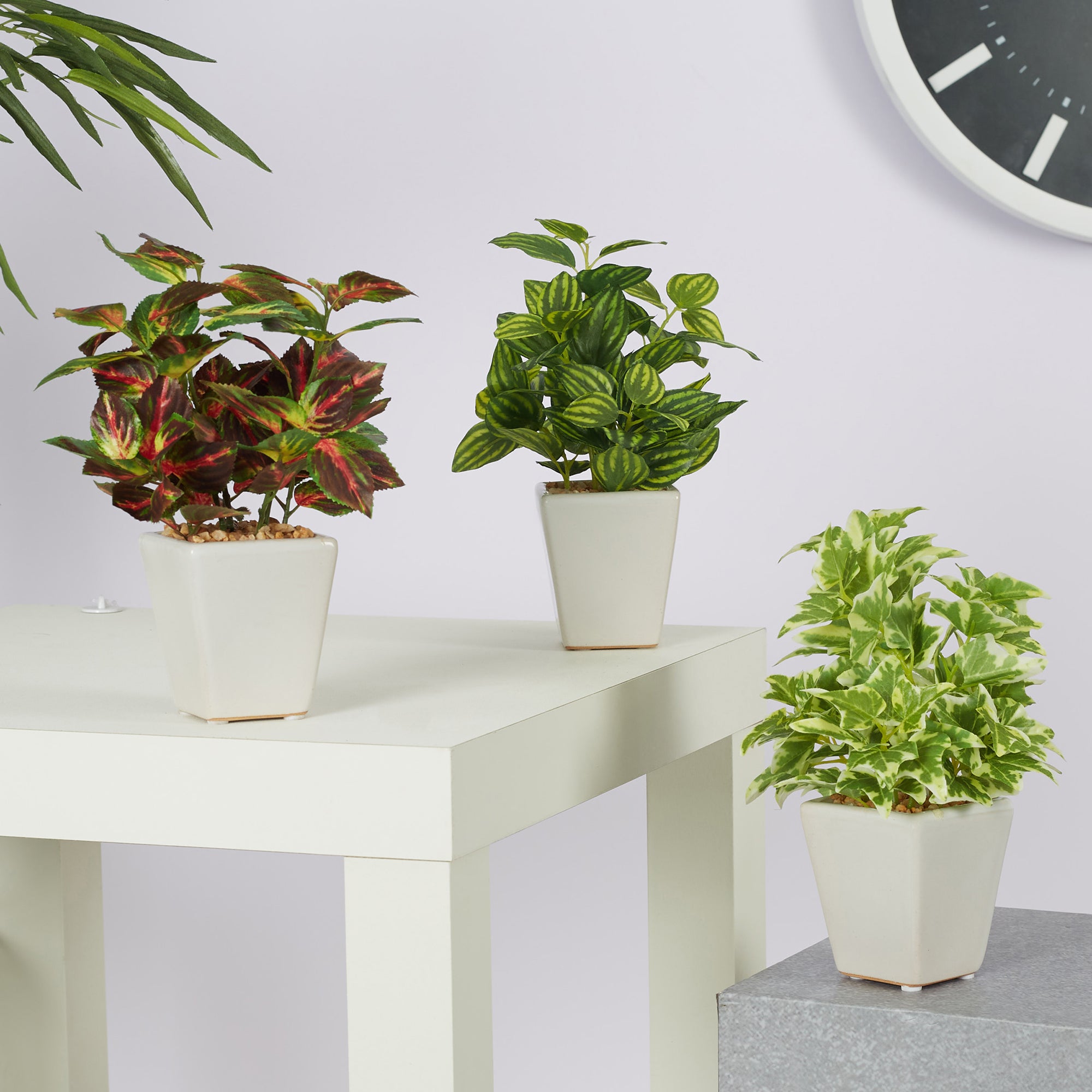 Ilana Faux Holland Ivy Ceramic Potted Plant 19 Cm in Green Colour