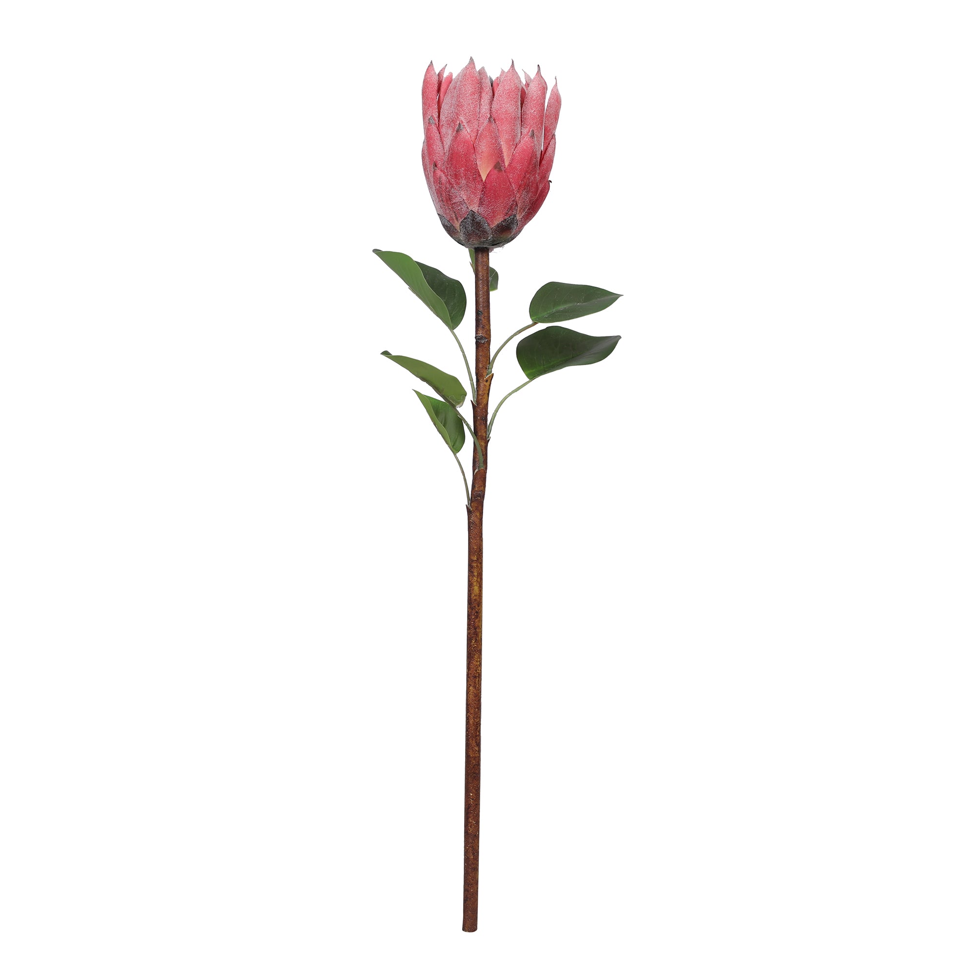 Blume Artificial Flower Protea Stem 66cm in Pink Colour By Living Essence