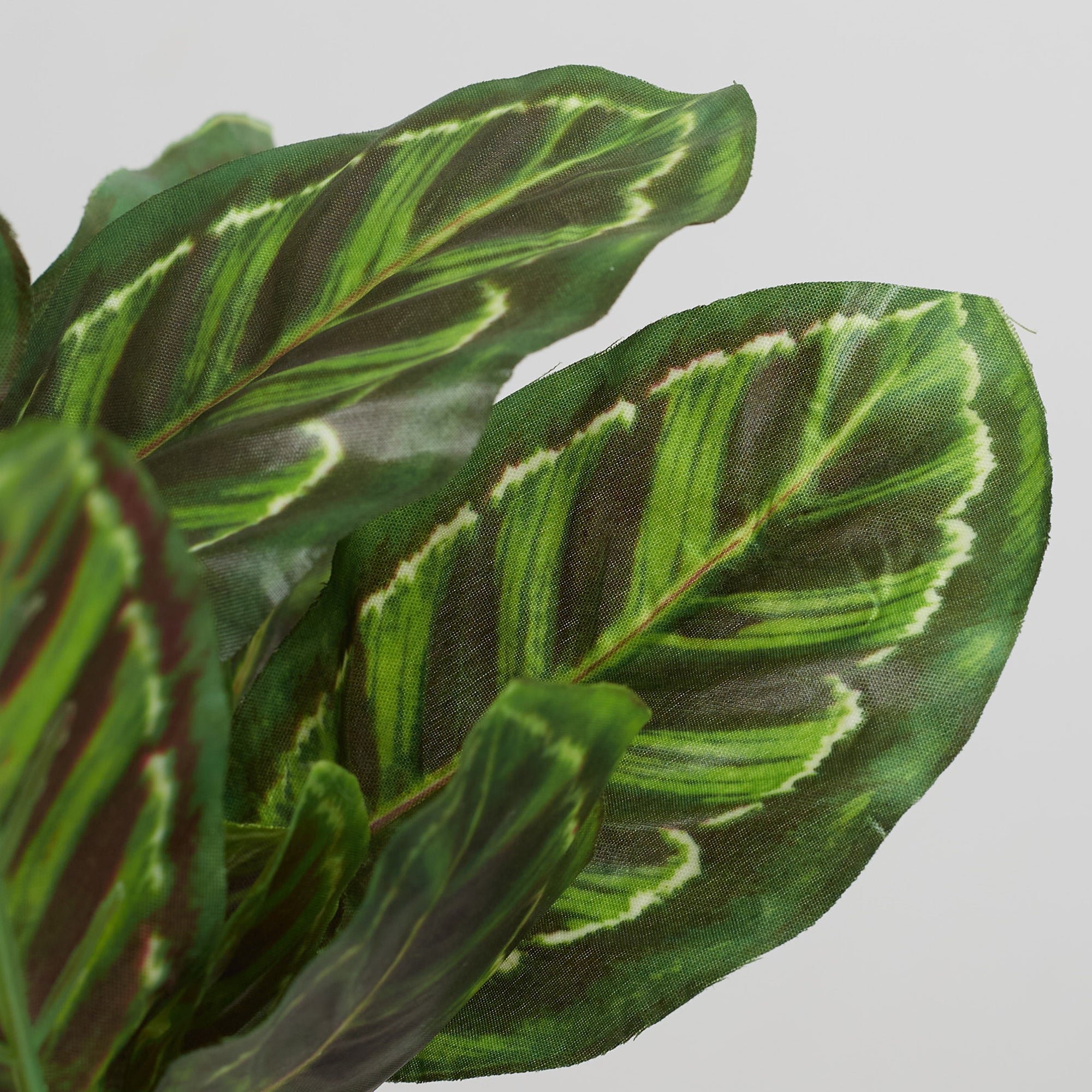 Ilana Faux Calathea Ceramic Potted Plant 25 Cm in Green Colour