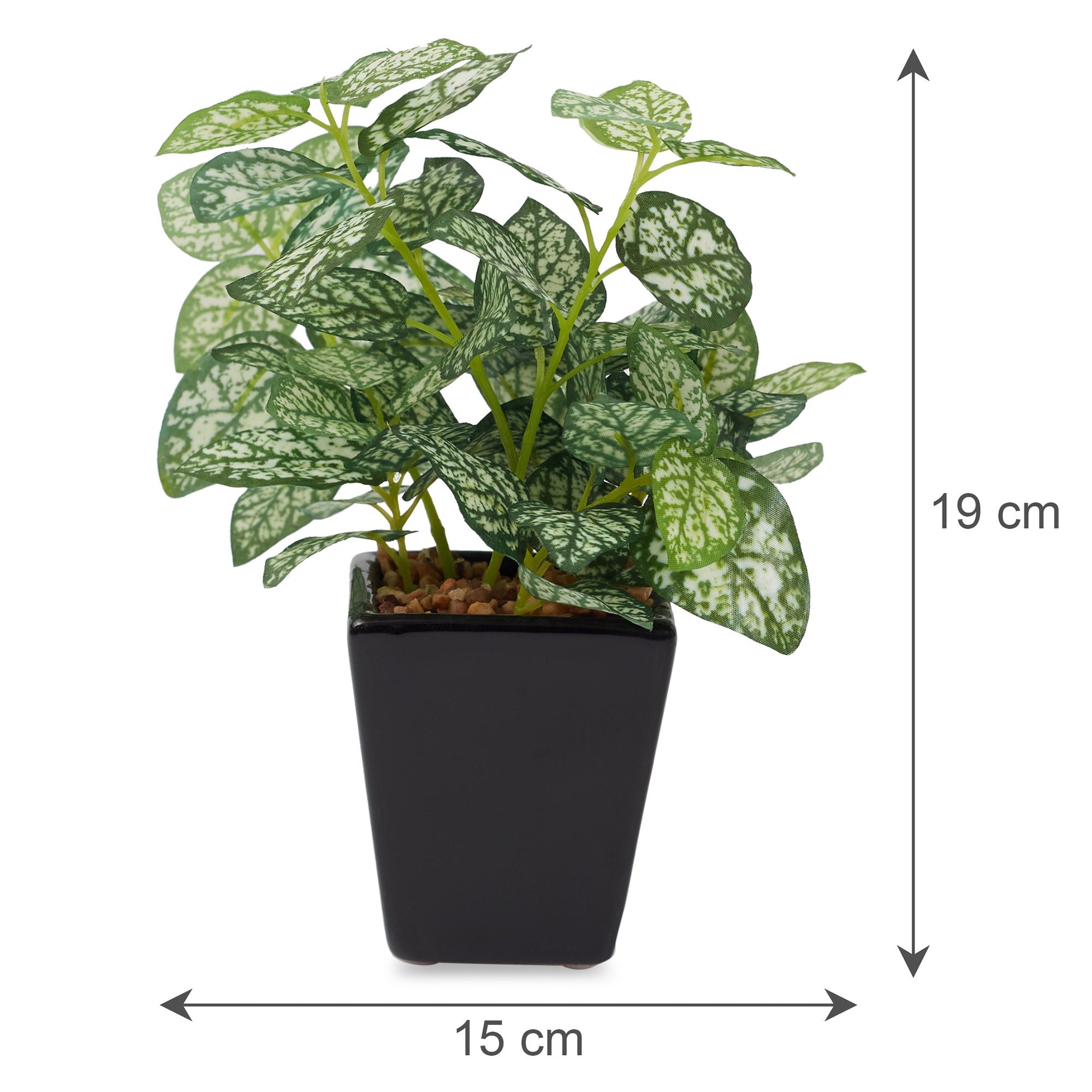 Ilana Faux Hypoestes Ceramic Potted Plant 19 Cm in Green Colour