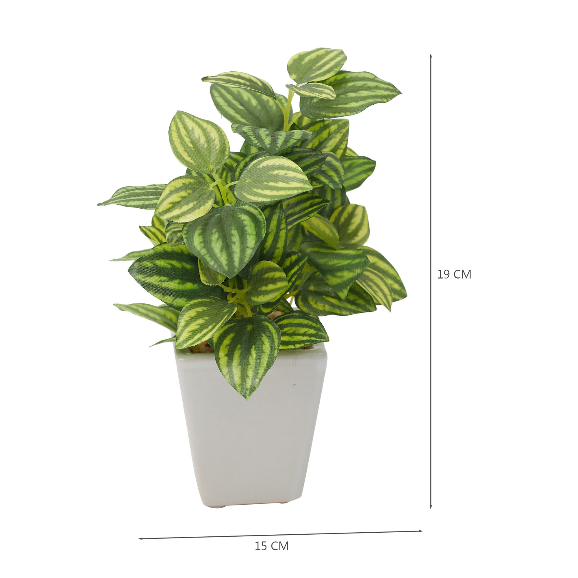 Ilana  Faux Peperomia Ceramic Potted Plant 19 Cm in Green Colour