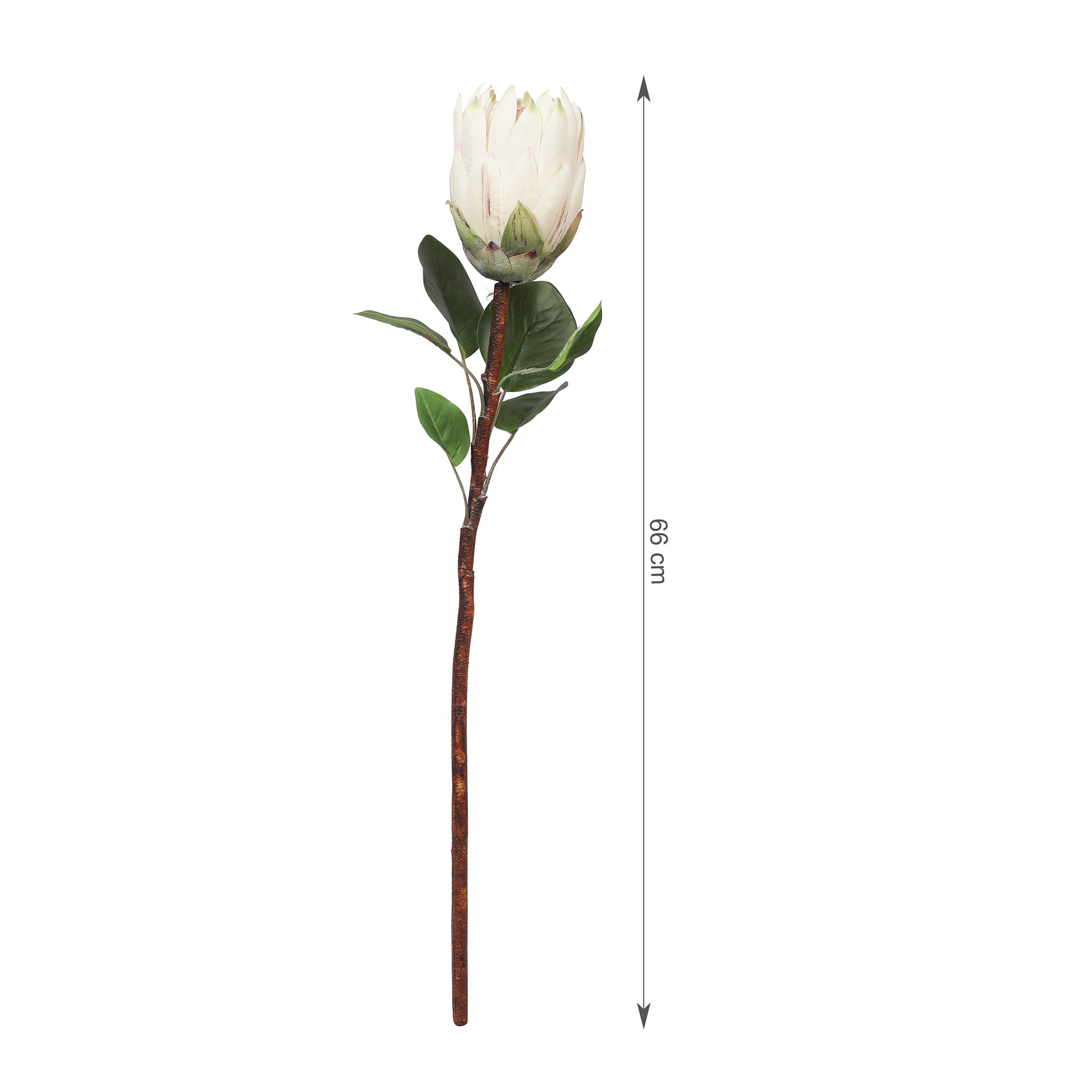 Blume Artificial Flower Protea Stem 66cm in White Colour By Living Essence