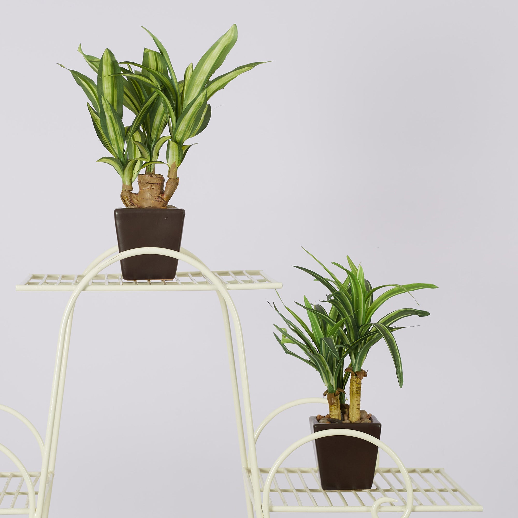 Ilana  Faux Mini Dracaena 1 Ceramic Potted Plant 24 Cm in Green Colour