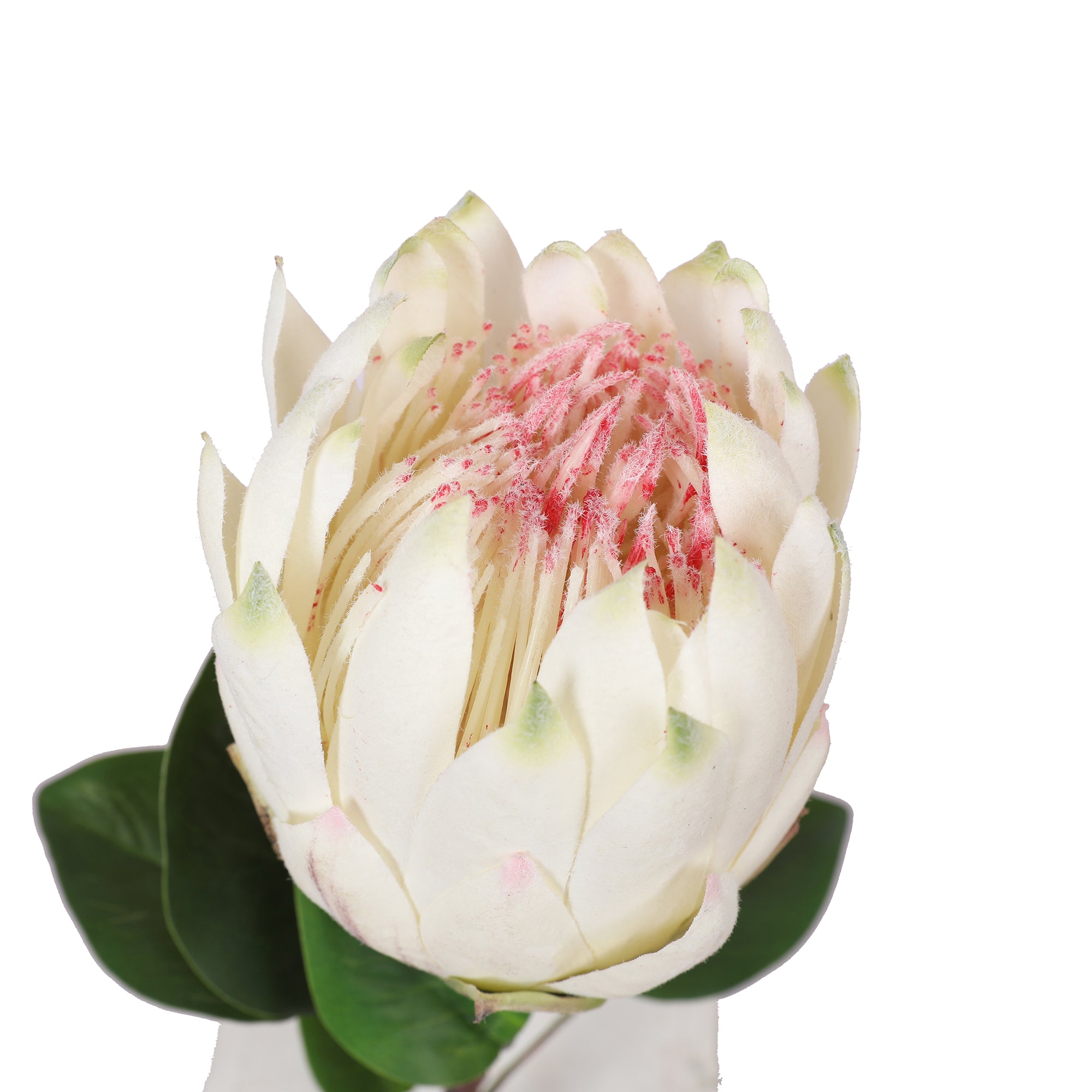 Blume Artificial Flower Protea Stem 66cm in White Colour By Living Essence