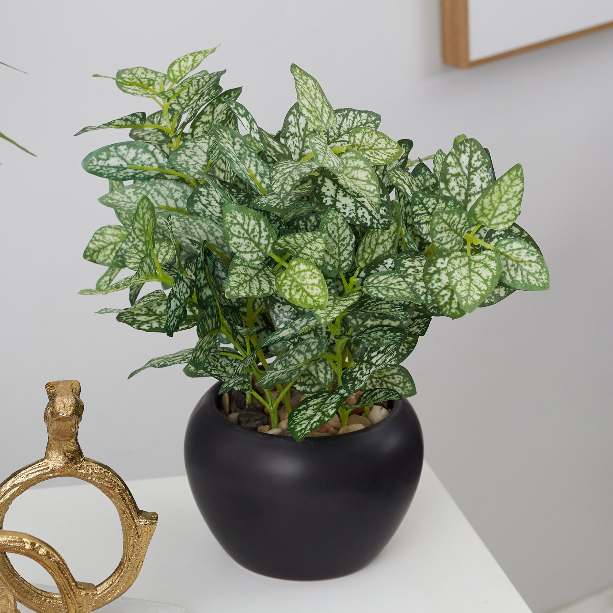 Ilana Faux Hypoestes Ceramic Potted Plant 27 Cm in Green Colour