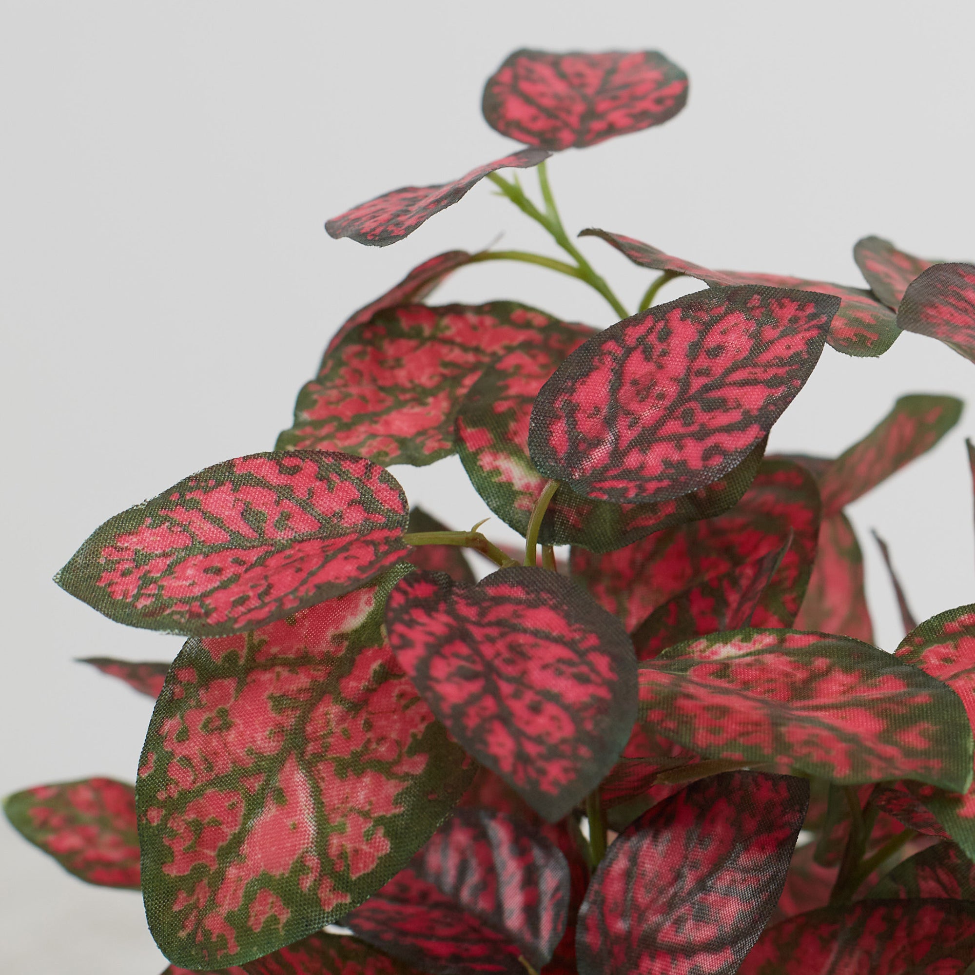 Ilana Faux Hypoestes Ceramic Potted Plant 19 Cm in Red Colour