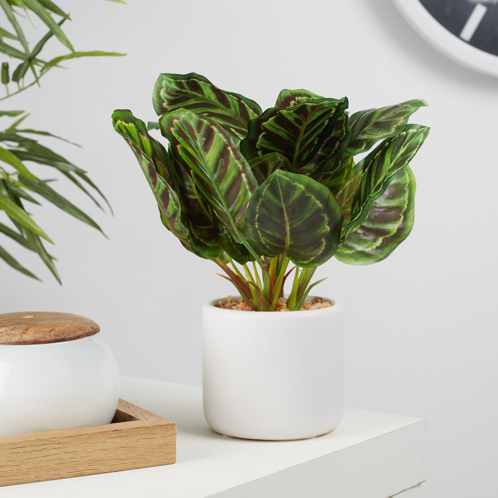 Ilana Faux Calathea Ceramic Potted Plant 25 Cm in Green Colour