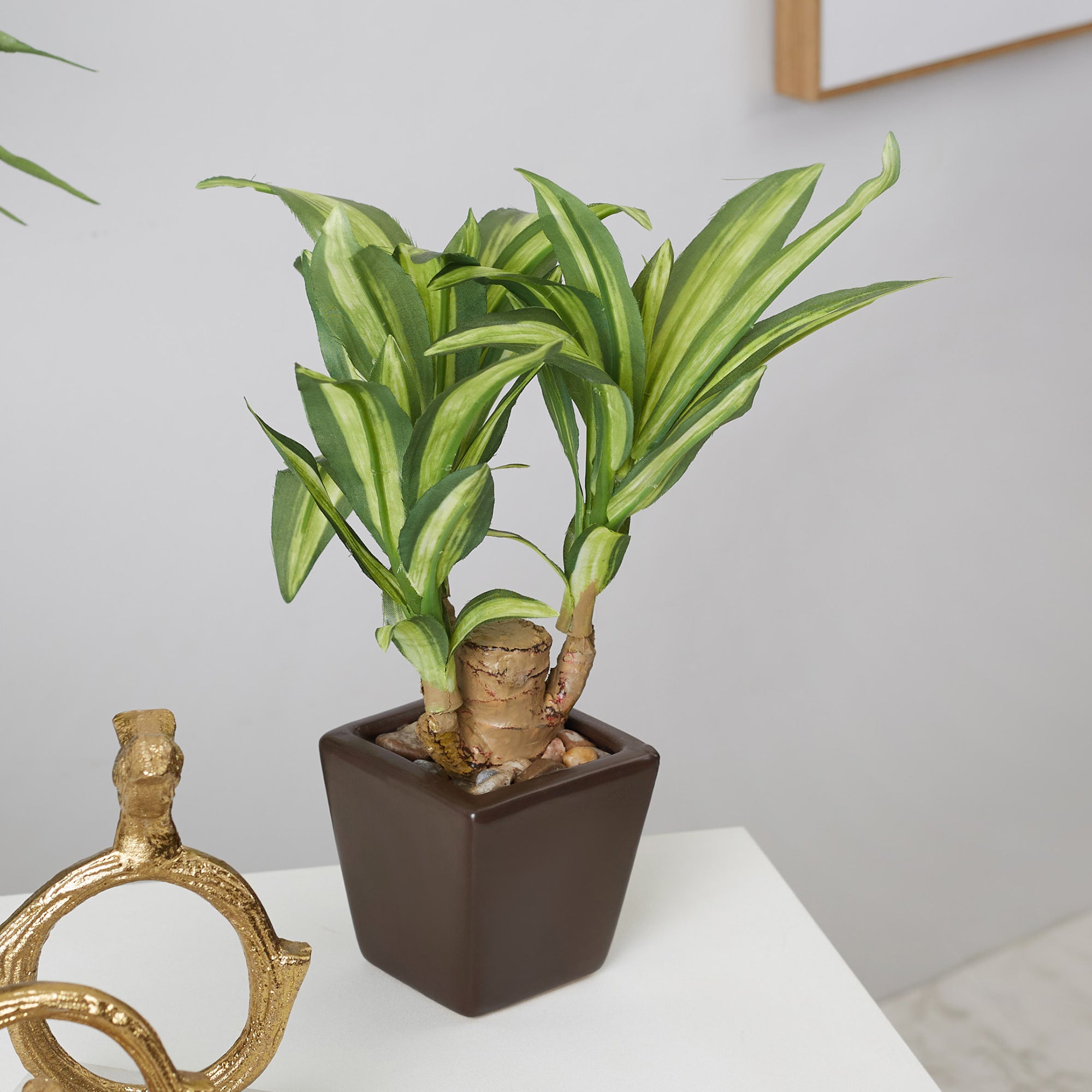 Ilana  Faux Mini Dracaena 1 Ceramic Potted Plant 24 Cm in Green Colour