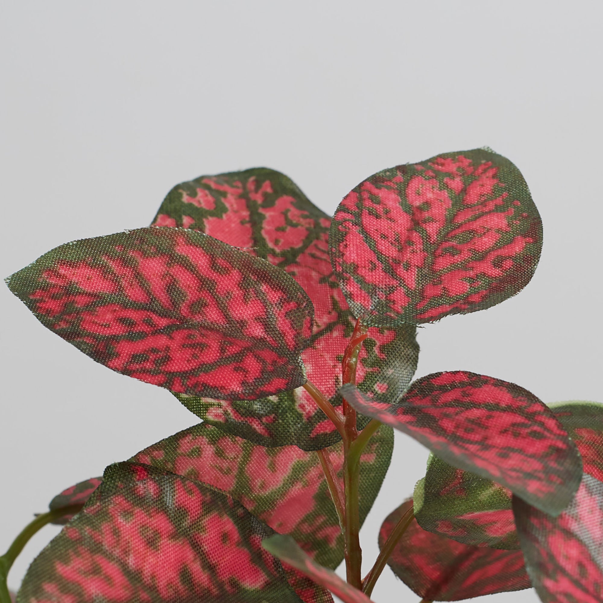 Ilana Faux Hypoestes Ceramic Potted Plant 20 Cm in Red Colour