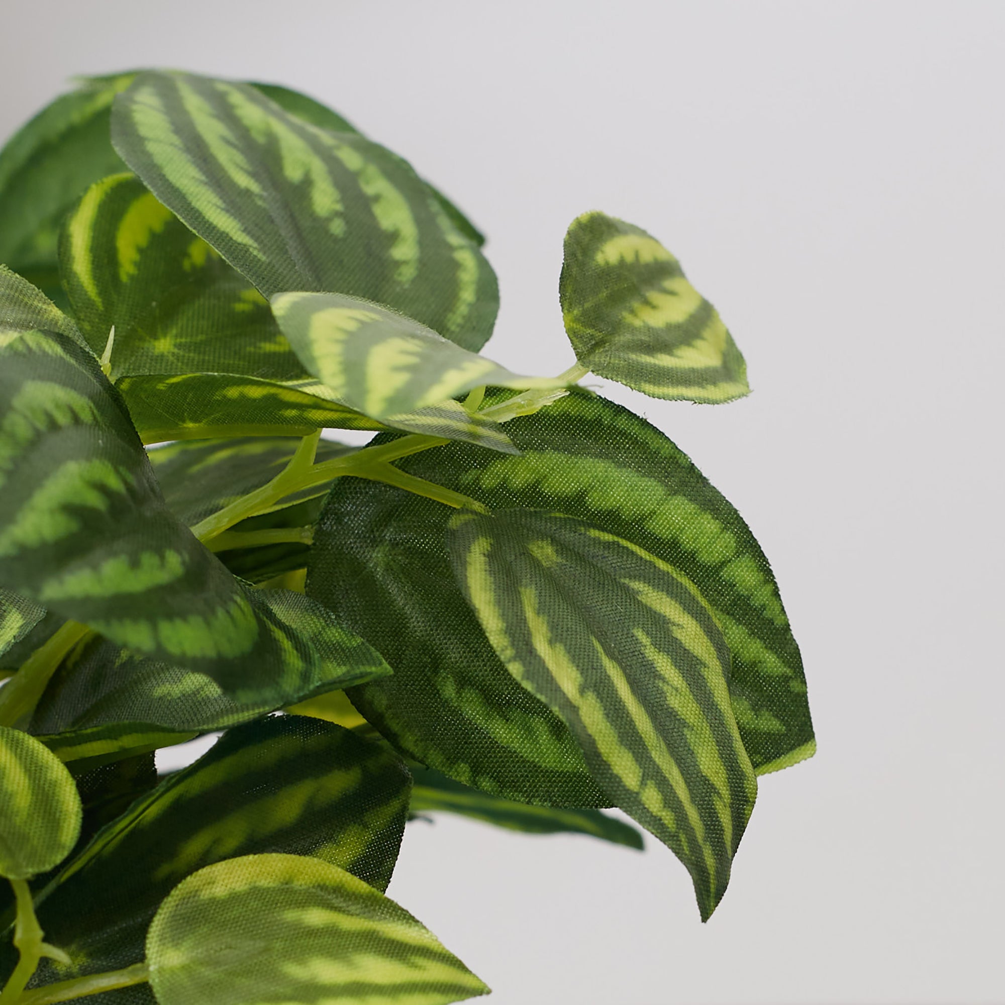 Ilana  Faux Peperomia Ceramic Potted Plant 17 Cm in Green Colour