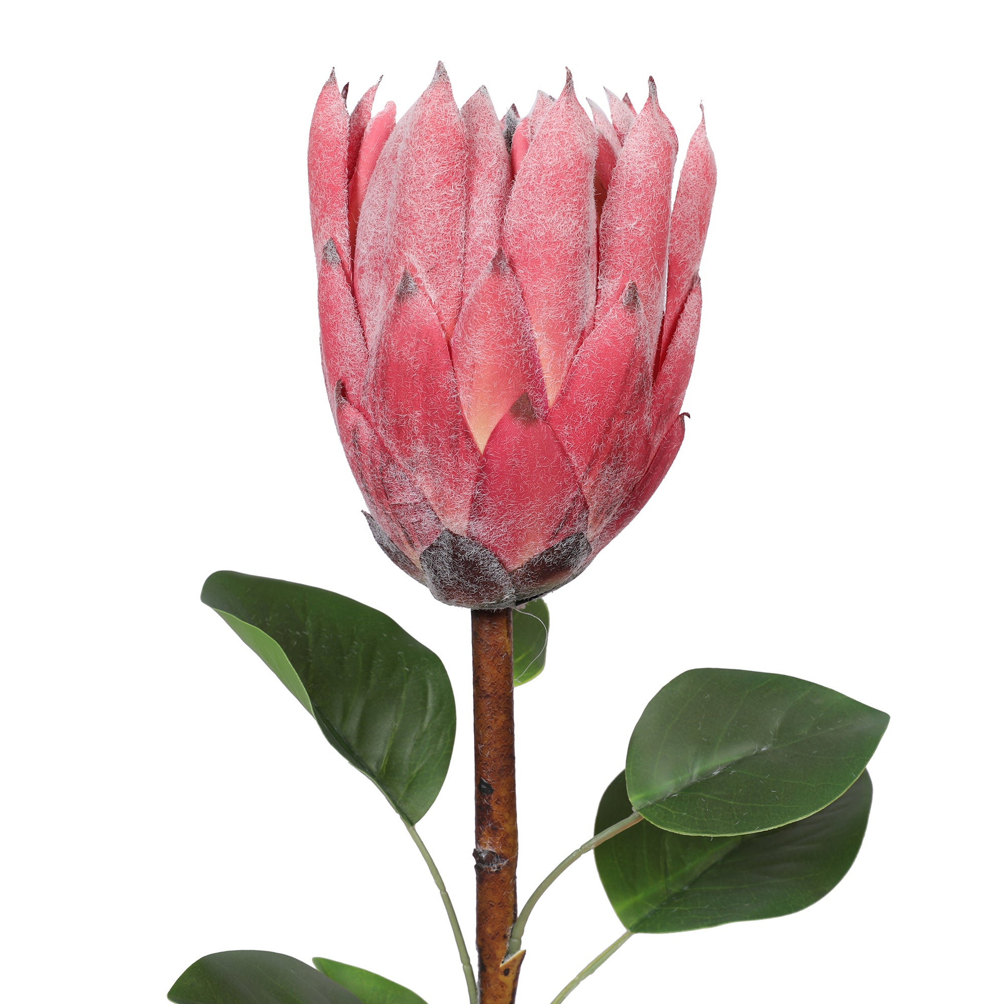 Blume Artificial Flower Protea Stem 66cm in Pink Colour By Living Essence