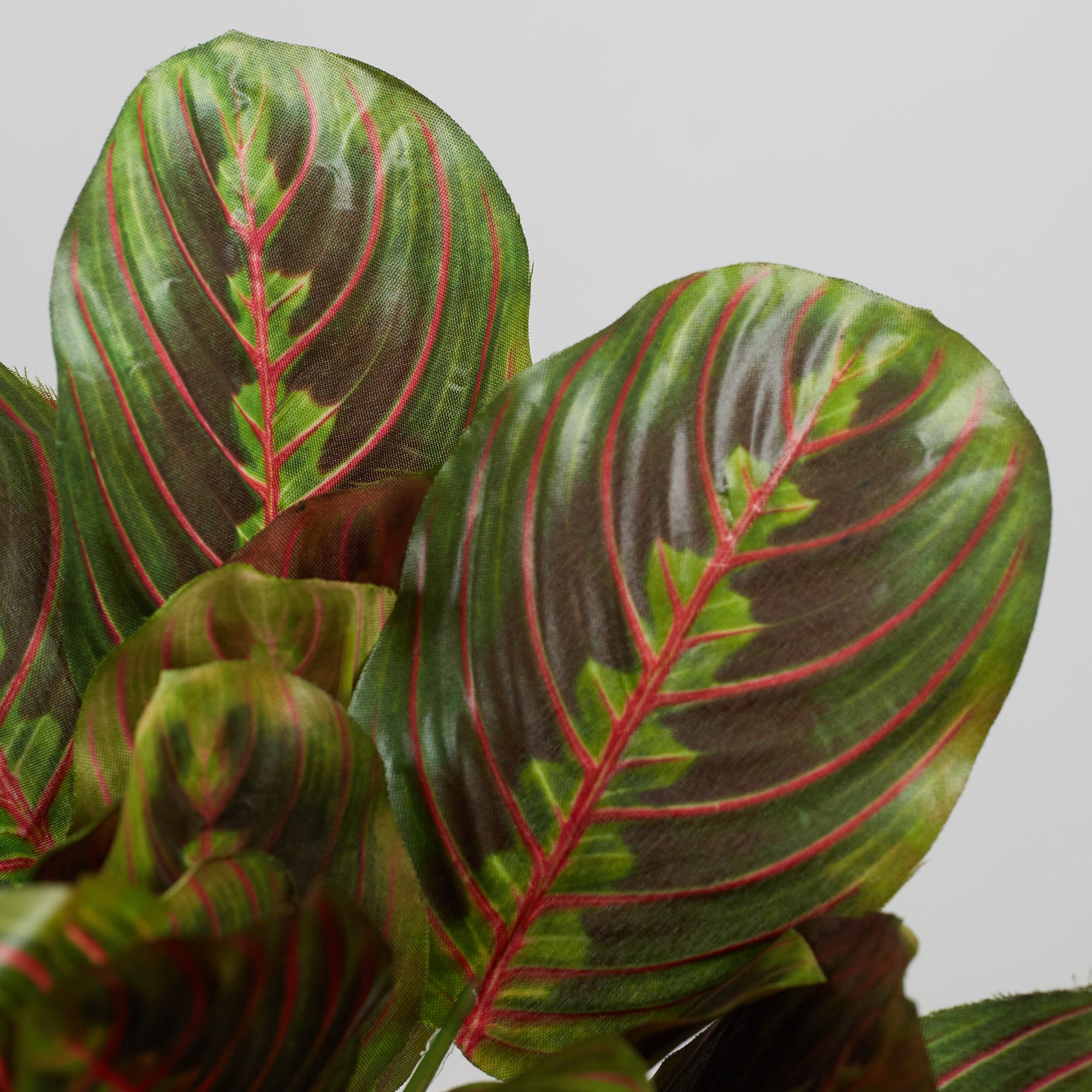 Ilana Faux Maranta Ceramic Potted Plant 25 Cm in Green Colour