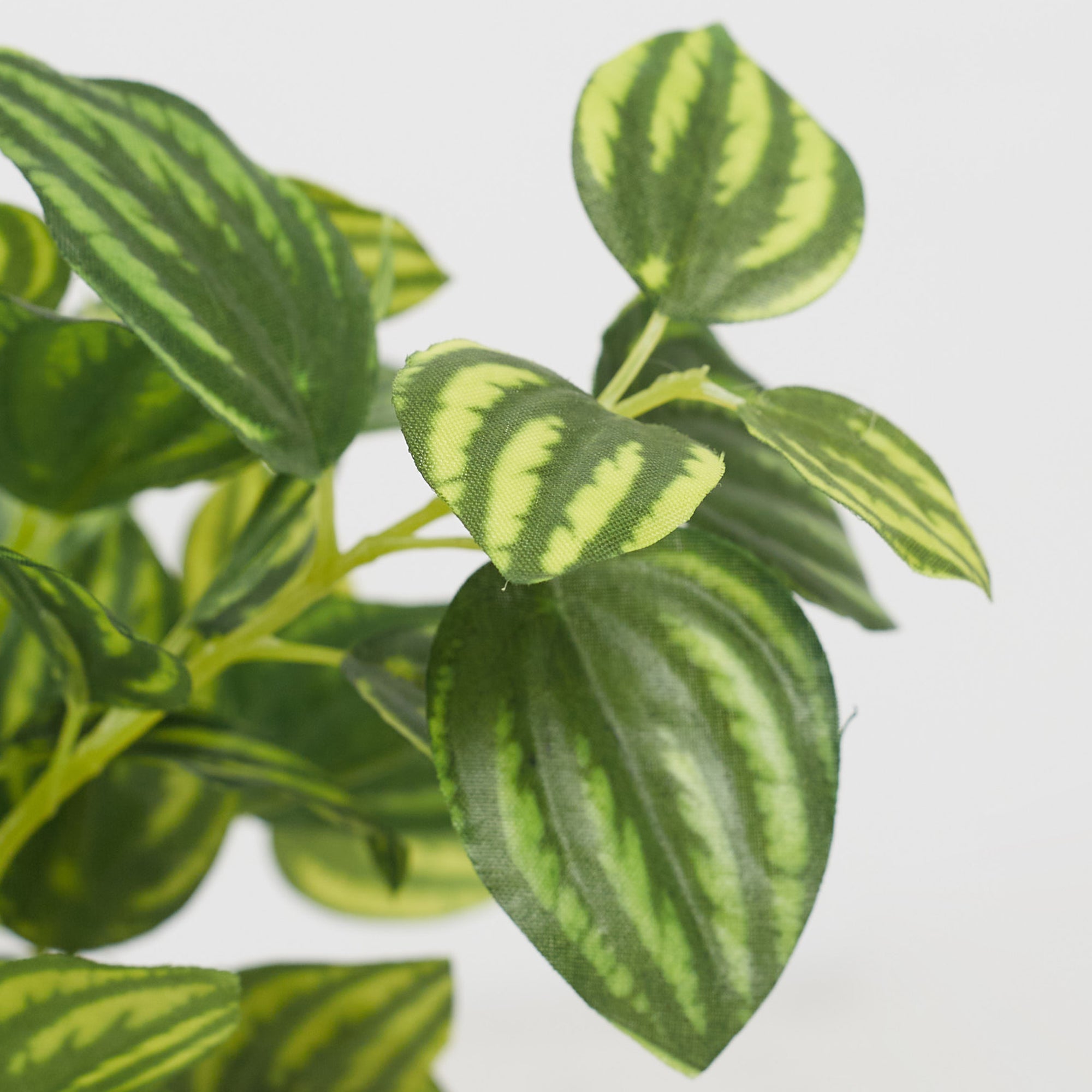 Ilana Faux Peperomia Ceramic Potted Plant 24 Cm in Green Colour