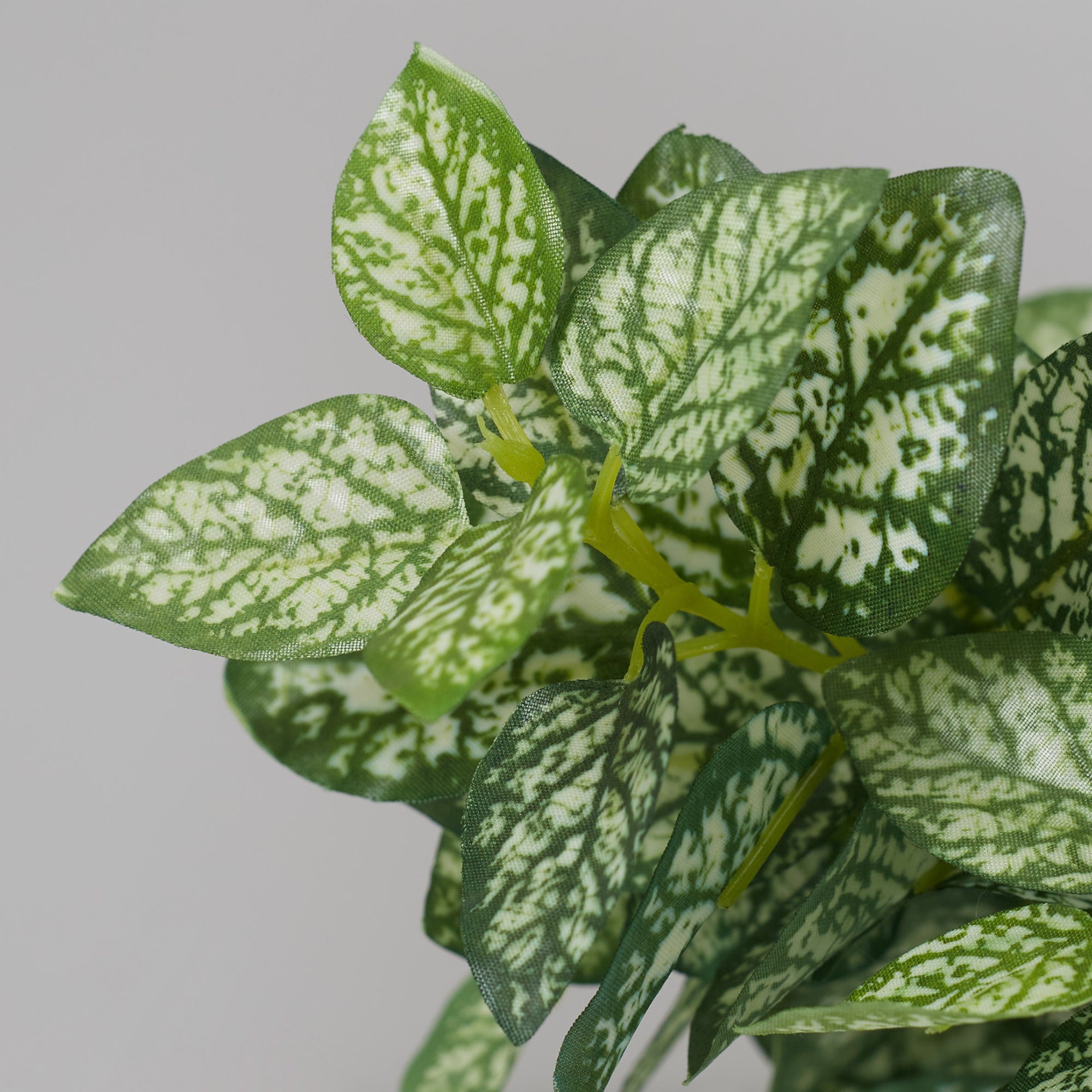 Ilana Faux Hypoestes Ceramic Potted Plant 27 Cm in Green Colour