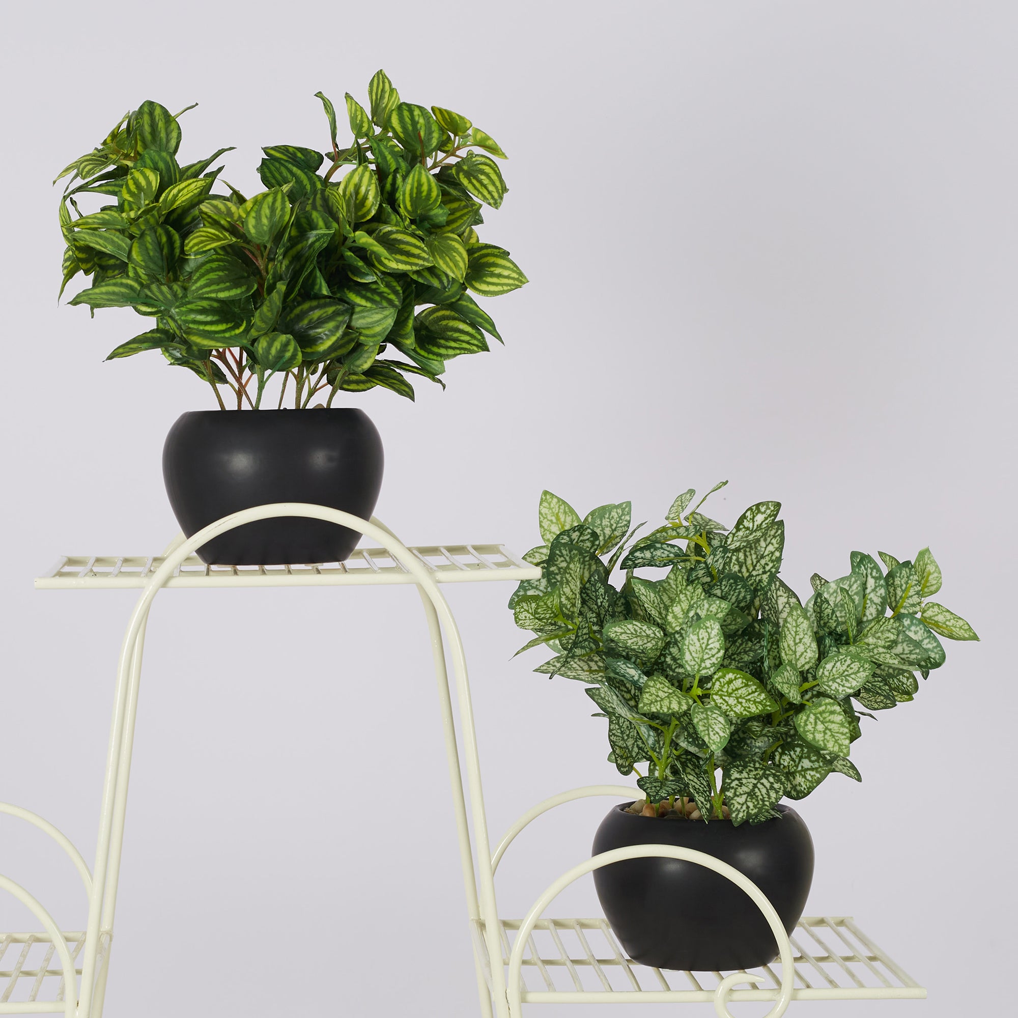 Ilana  Faux Peperomia Ceramic Potted Plant 27 Cm in Green Colour