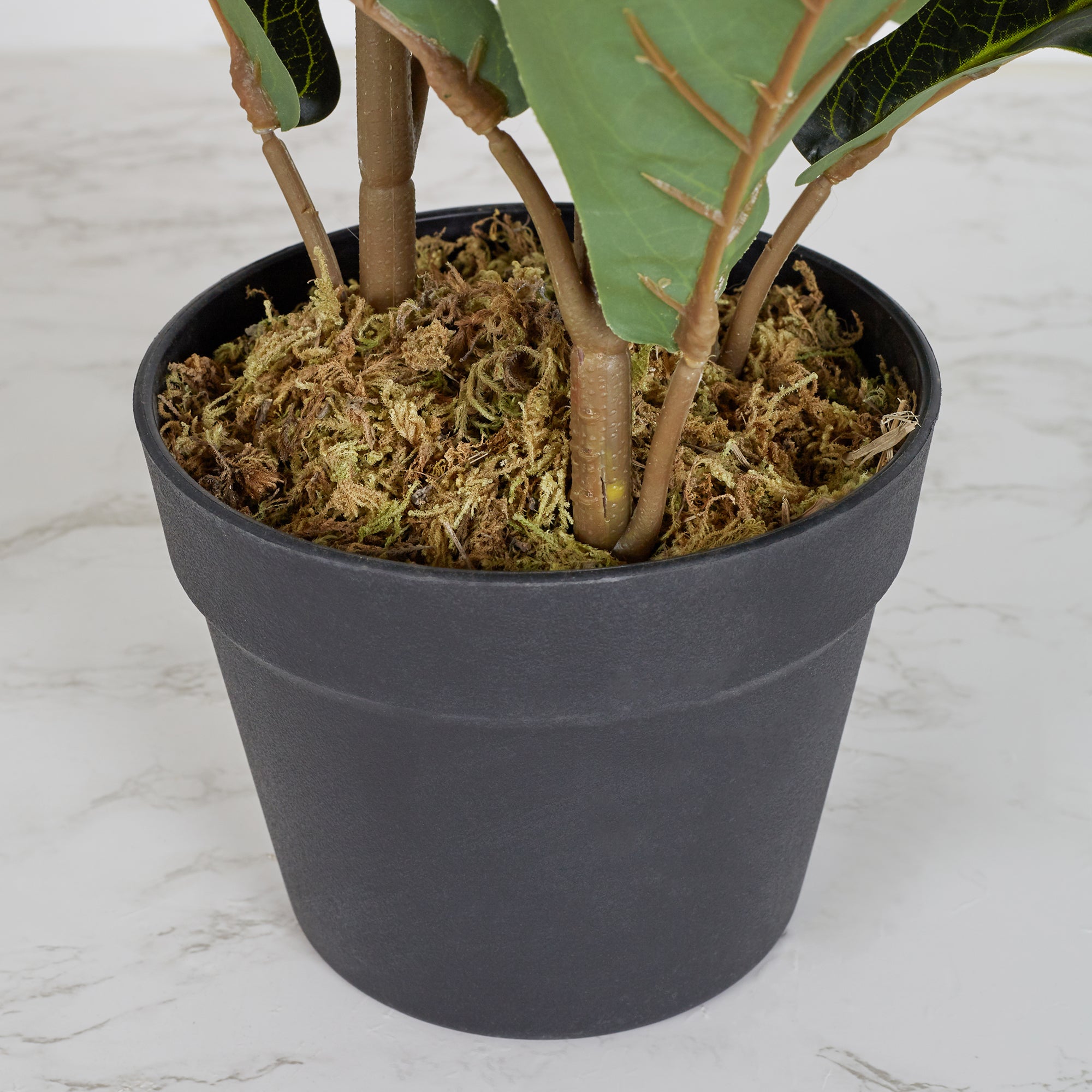 Ilana  Artificial Fiddle Potted Plant 70Cm in Green Colour