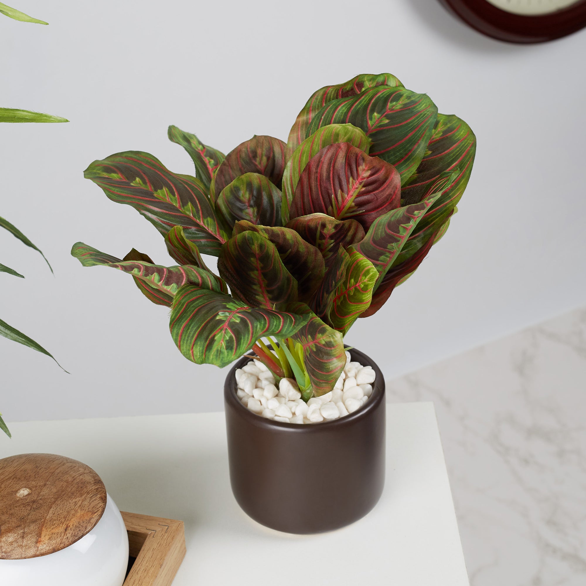 Ilana Faux Maranta Ceramic Potted Plant 25 Cm in Green Colour