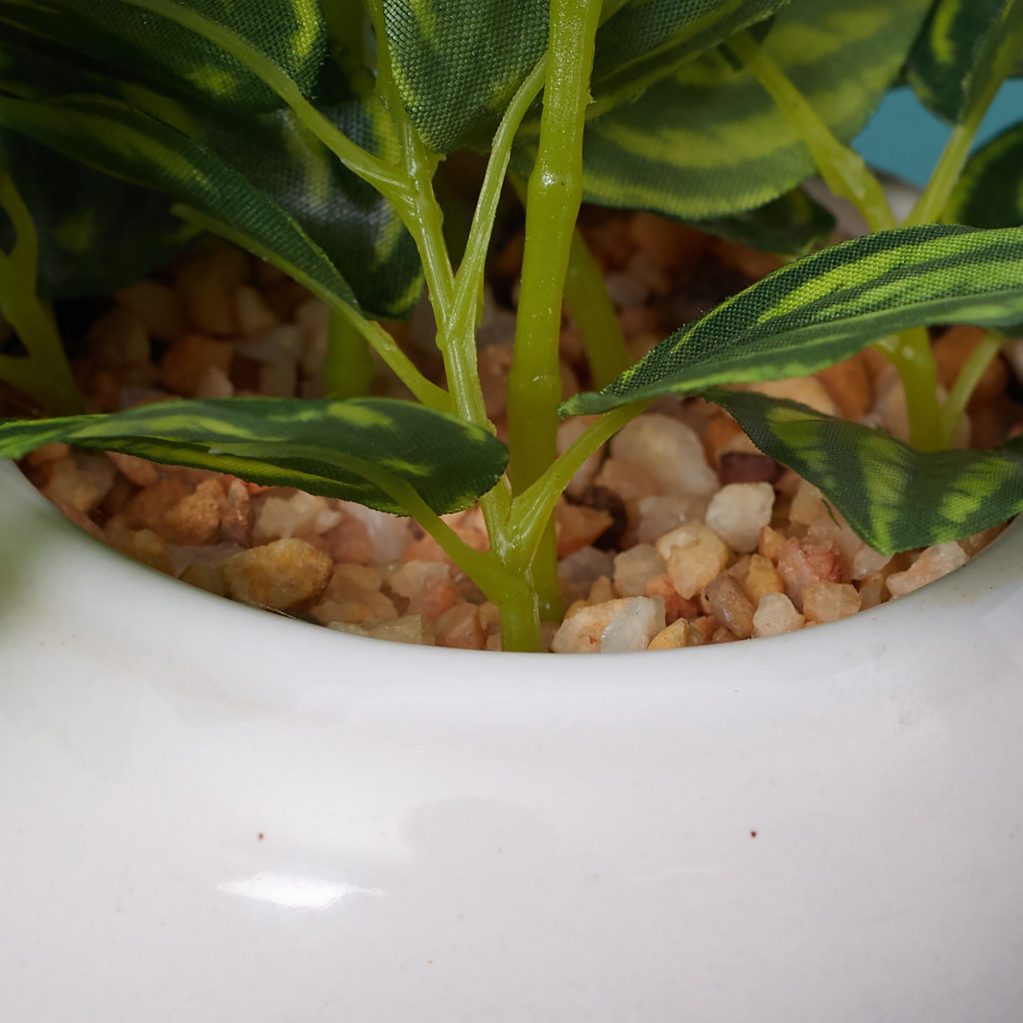 Ilana  Faux Peperomia Ceramic Potted Plant 17 Cm in Green Colour