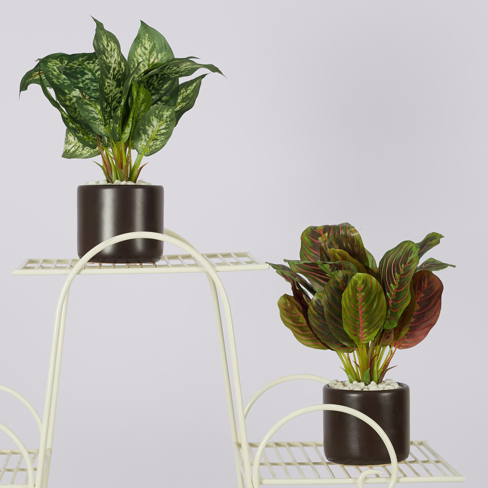 Ilana Faux Maranta Ceramic Potted Plant 25 Cm in Green Colour