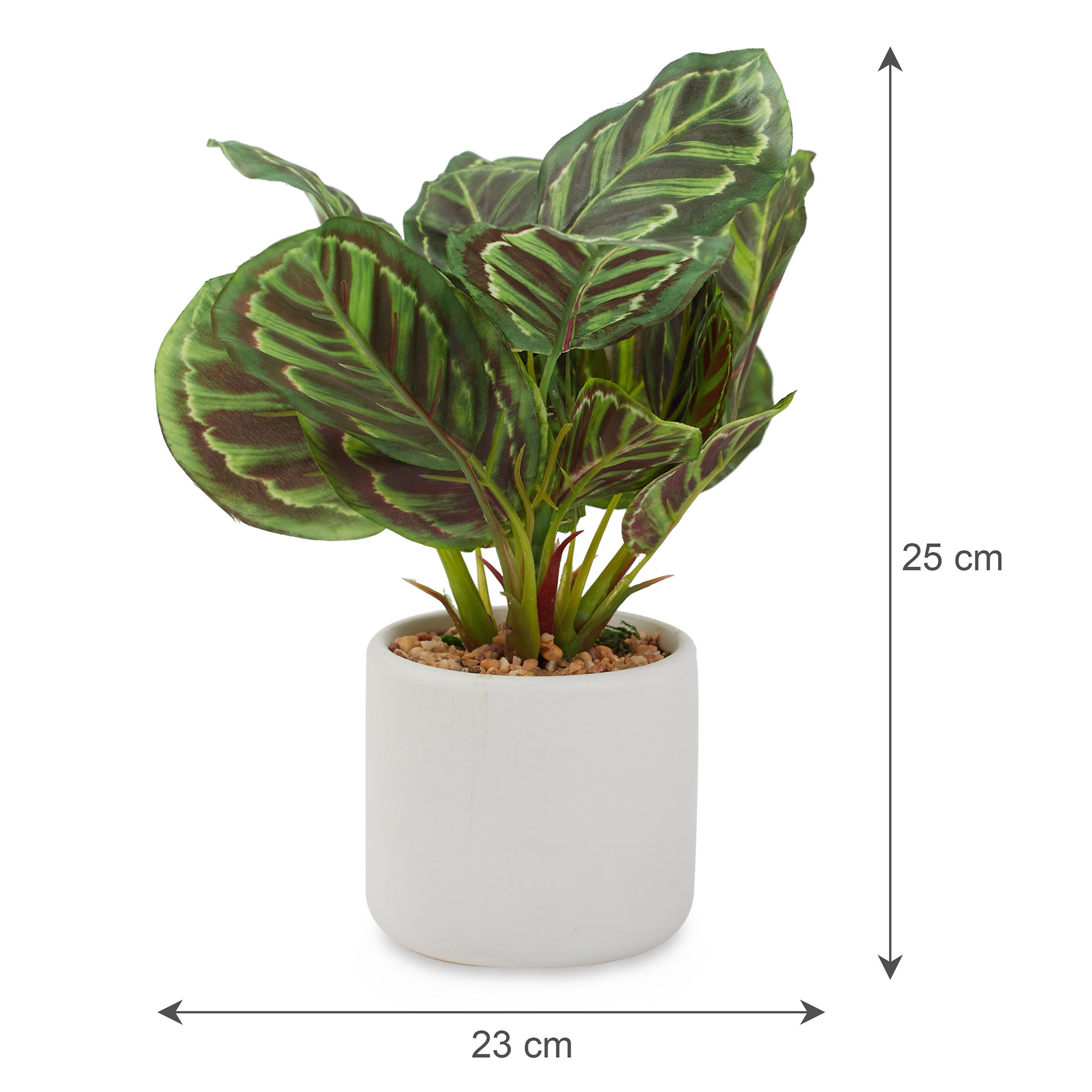 Ilana Faux Calathea Ceramic Potted Plant 25 Cm in Green Colour