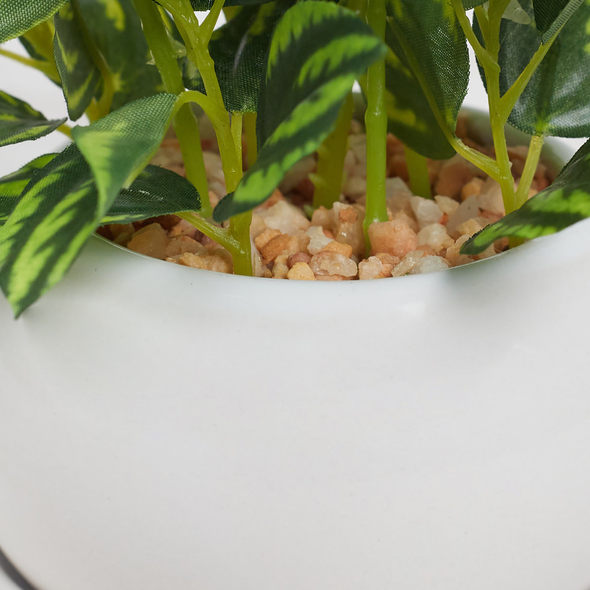 Ilana Faux Peperomia Ceramic Potted Plant 24 Cm in Green Colour