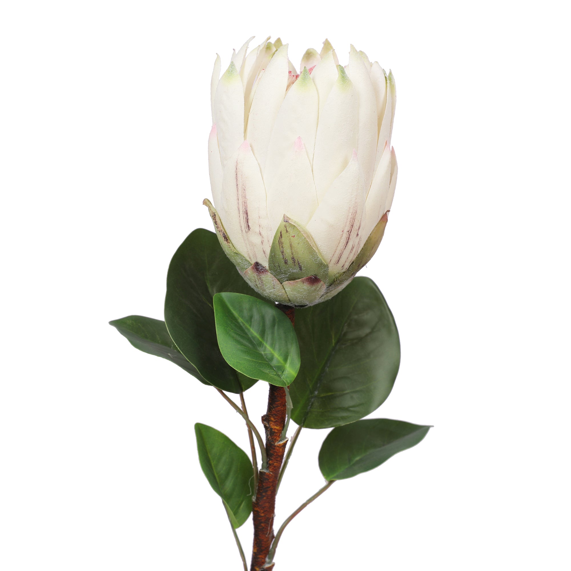 Blume Artificial Flower Protea Stem 66cm in White Colour By Living Essence