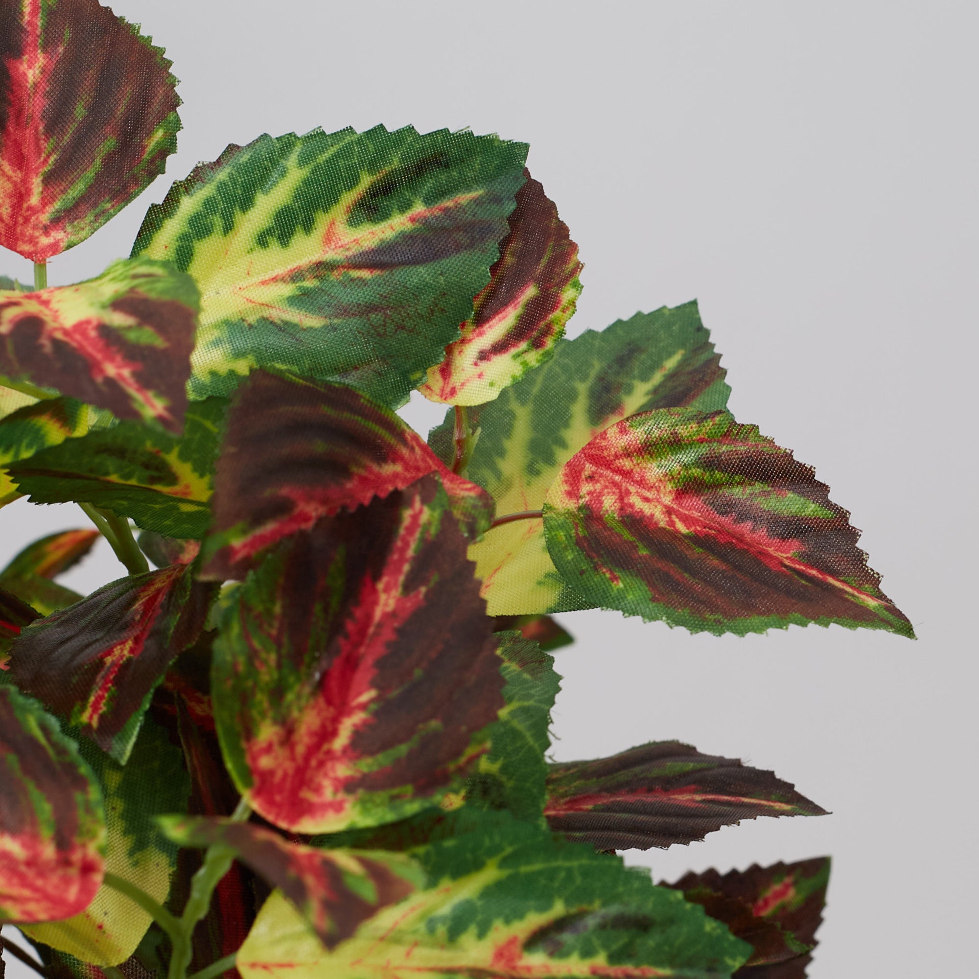 Ilana Faux Coleus Ceramic Potted Plant 24 Cm in Green Colour