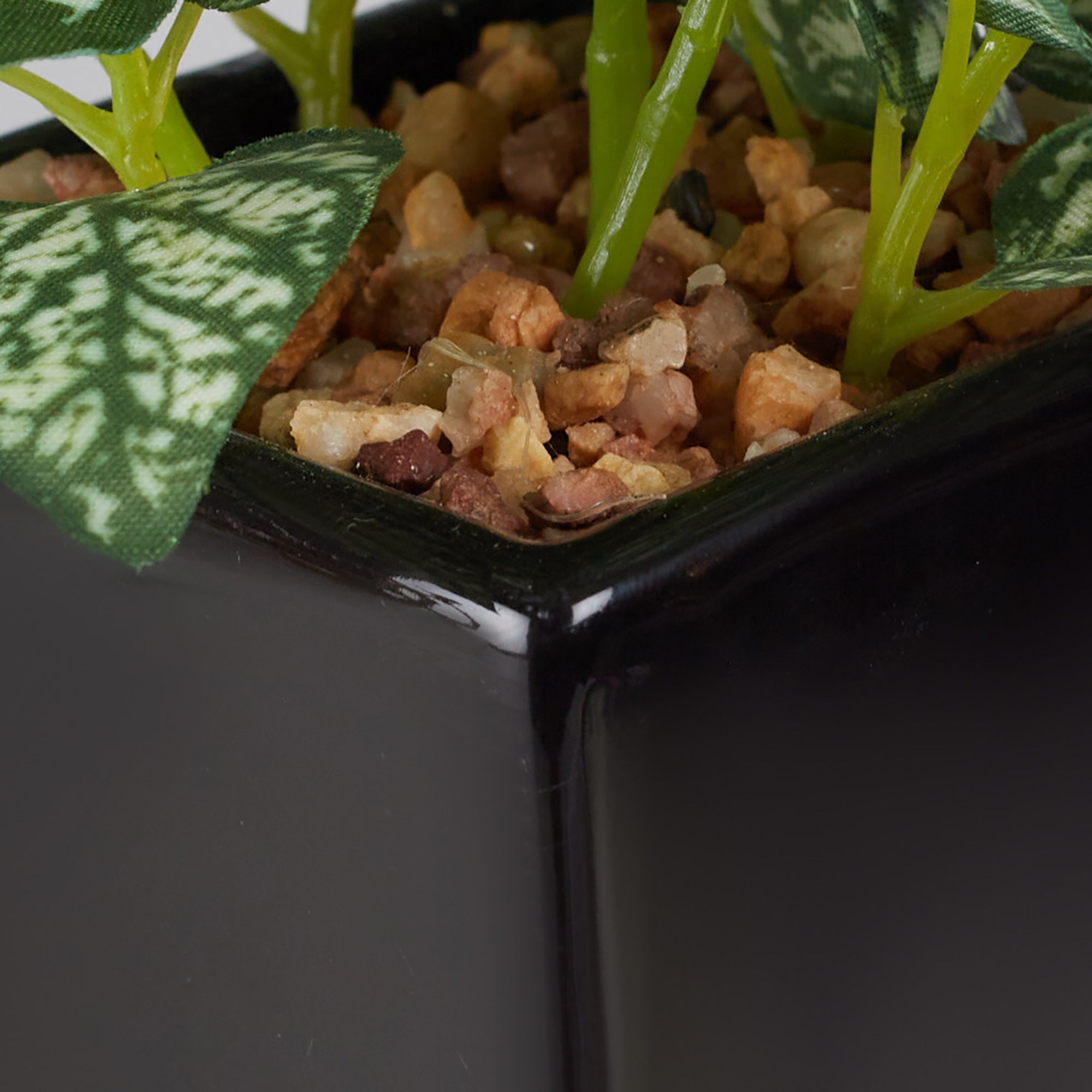 Ilana Faux Hypoestes Ceramic Potted Plant 19 Cm in Green Colour
