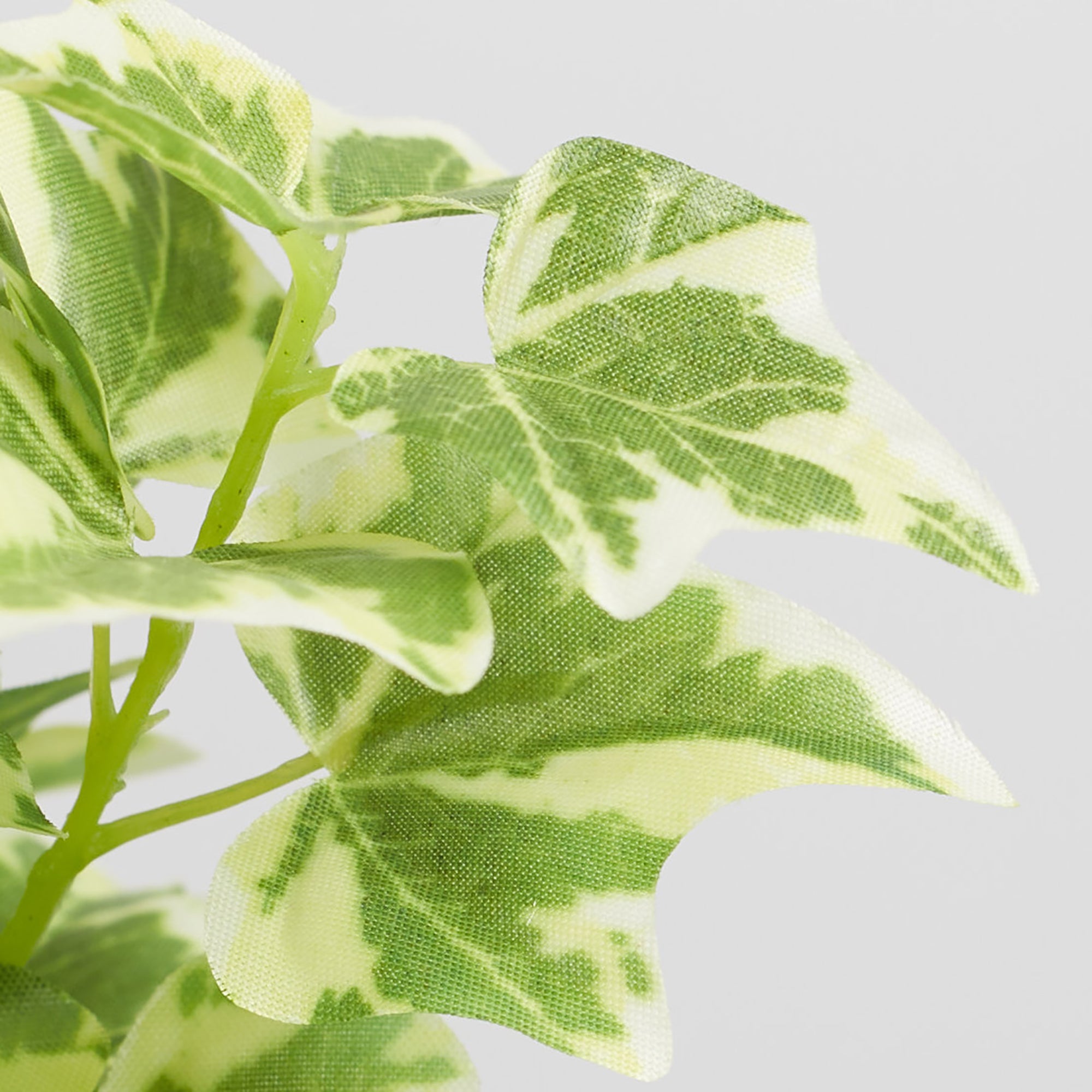 Ilana Faux Holland Ivy Ceramic Potted Plant 19 Cm in Green Colour