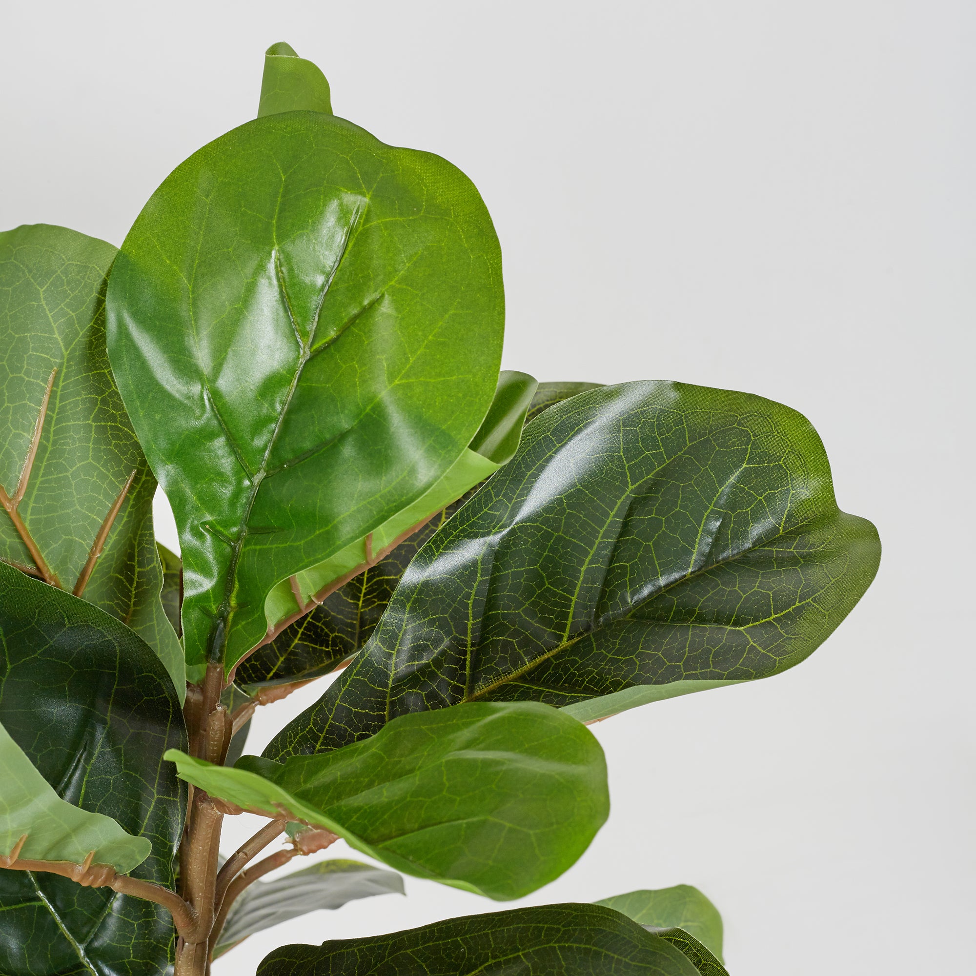 Ilana  Artificial Fiddle Potted Plant 70Cm in Green Colour