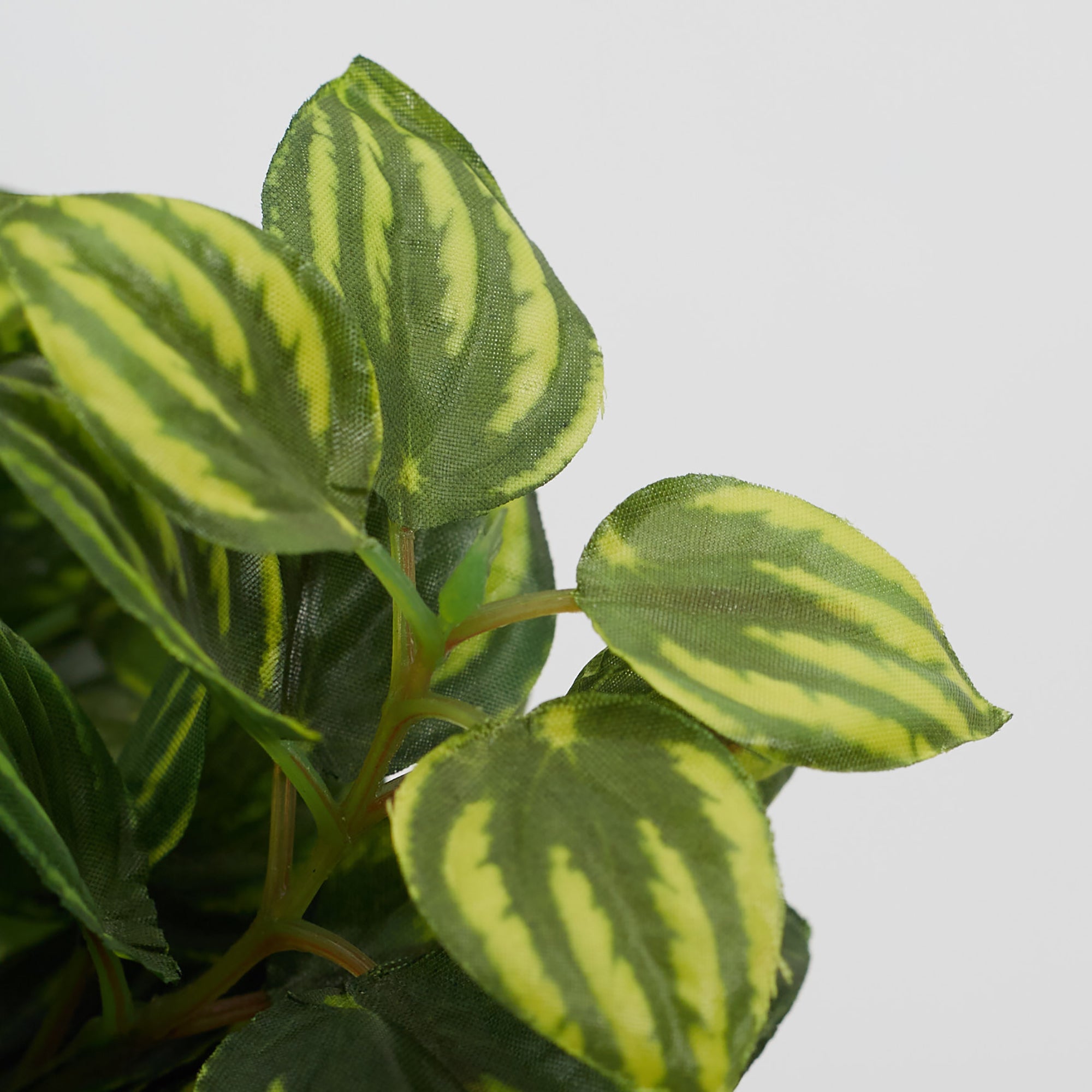 Ilana  Faux Peperomia Ceramic Potted Plant 27 Cm in Green Colour