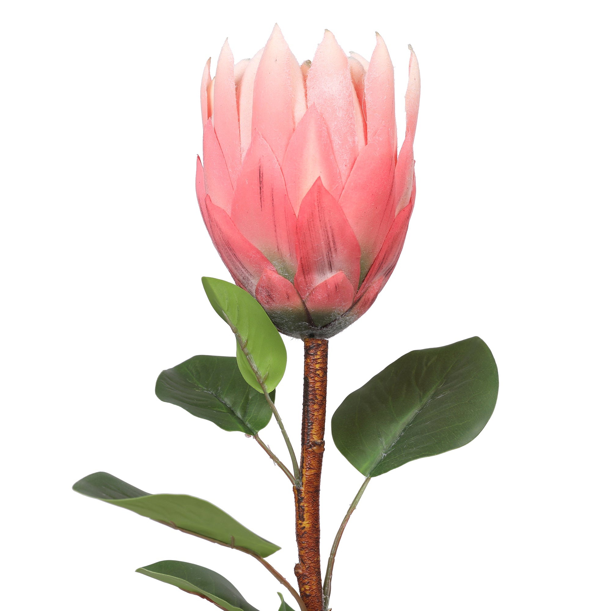 Blume Artificial Flower Protea Stem 66cm in Peach Colour By Living Essence