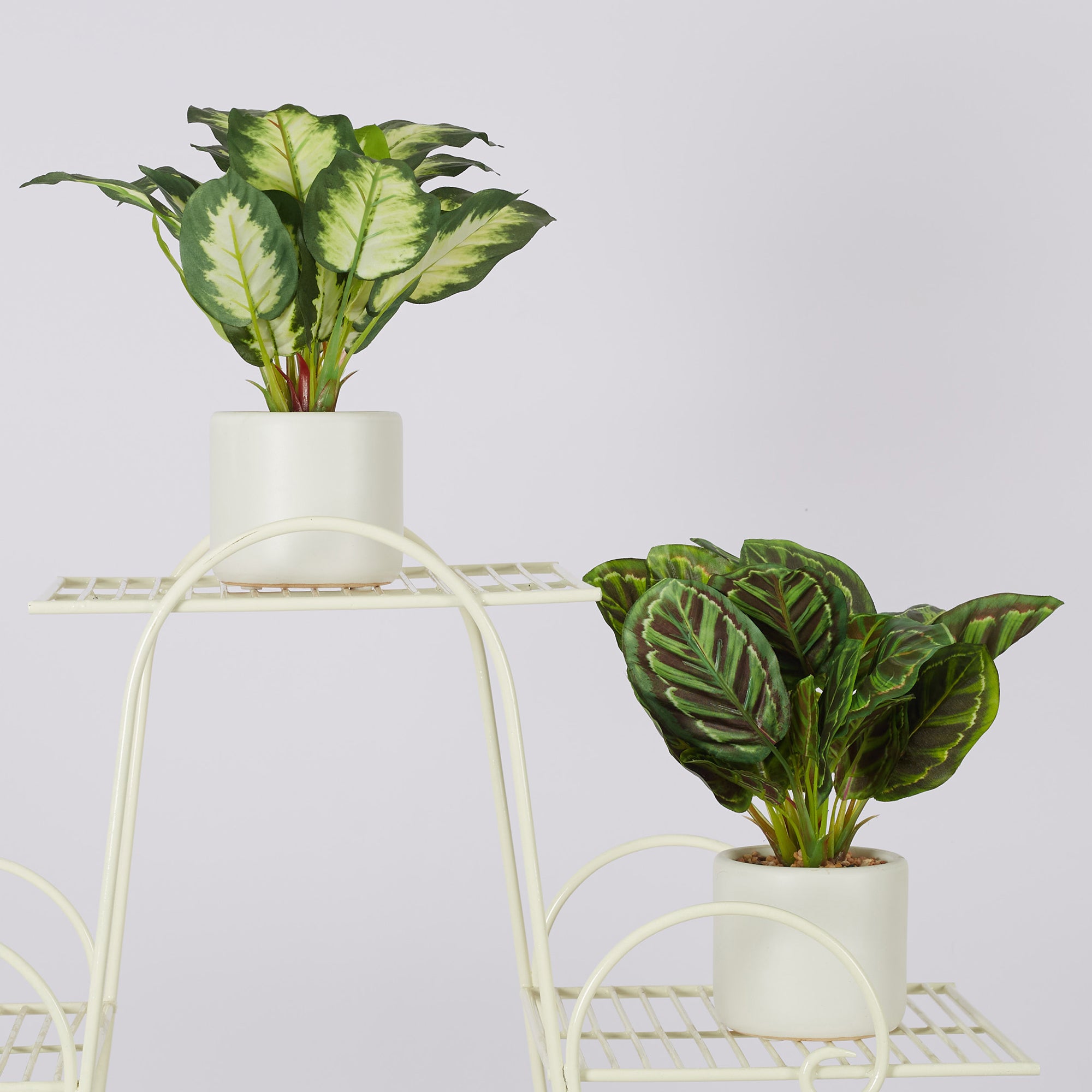 Ilana Faux Calathea Ceramic Potted Plant 25 Cm in Green Colour