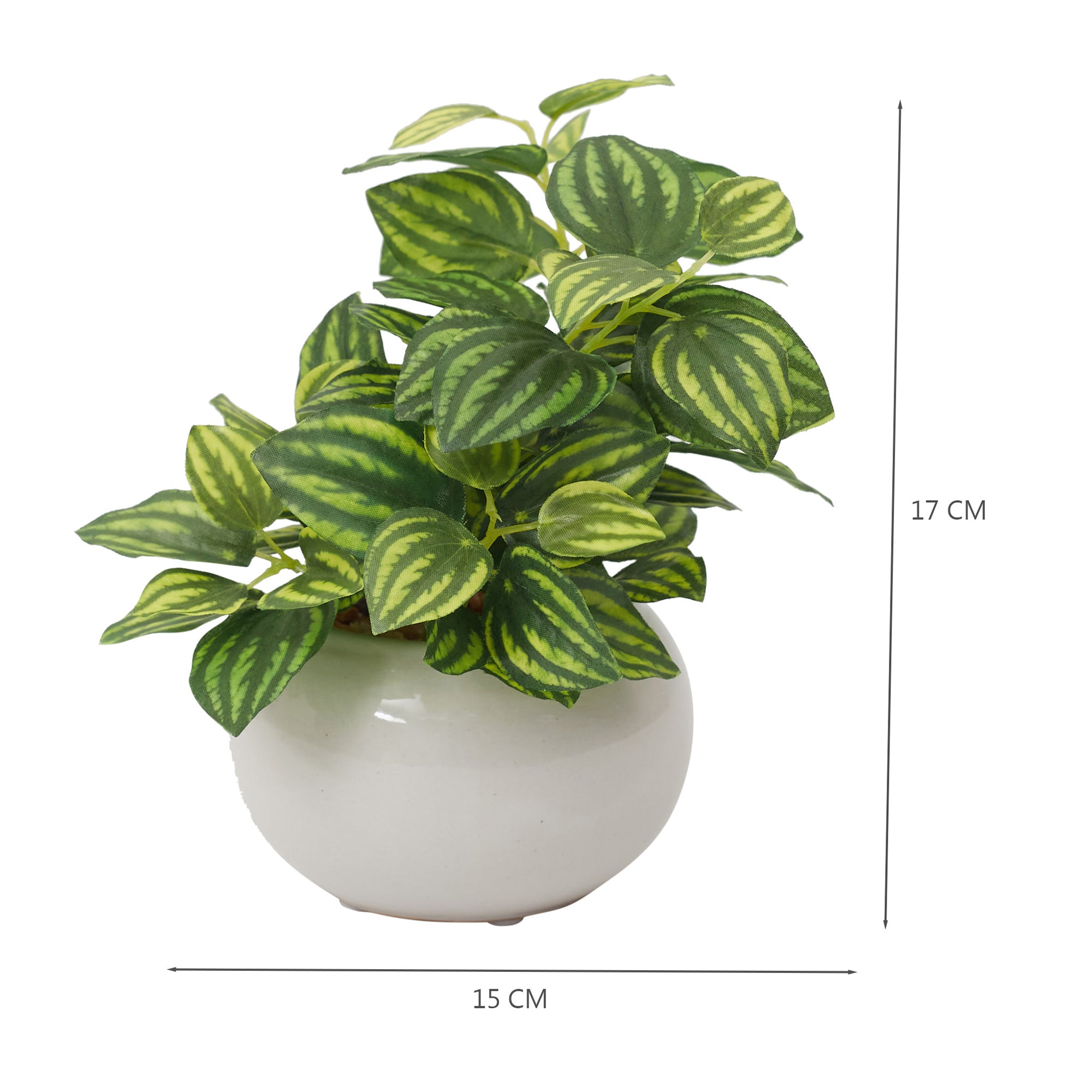 Ilana  Faux Peperomia Ceramic Potted Plant 17 Cm in Green Colour