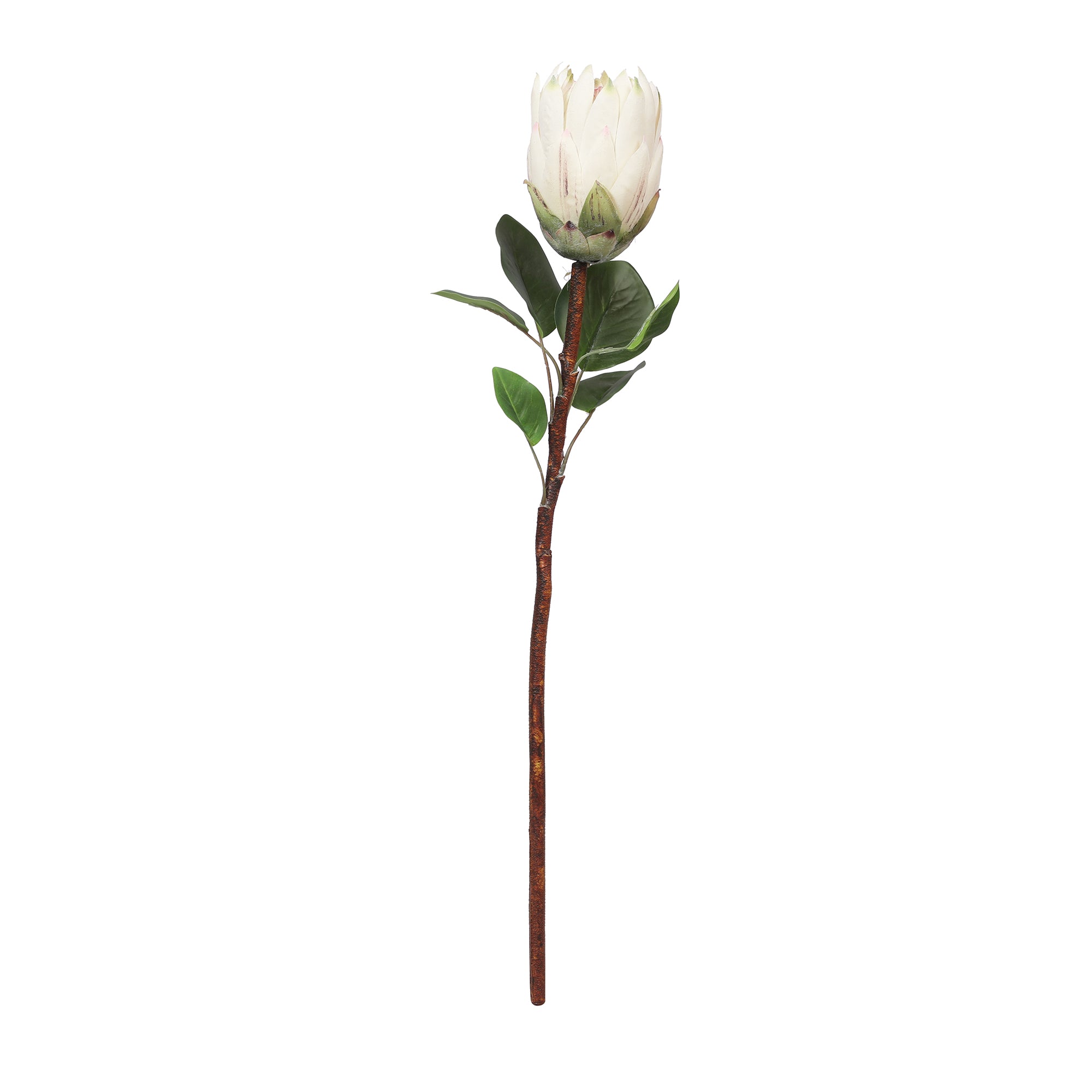 Blume Artificial Flower Protea Stem 66cm in White Colour By Living Essence