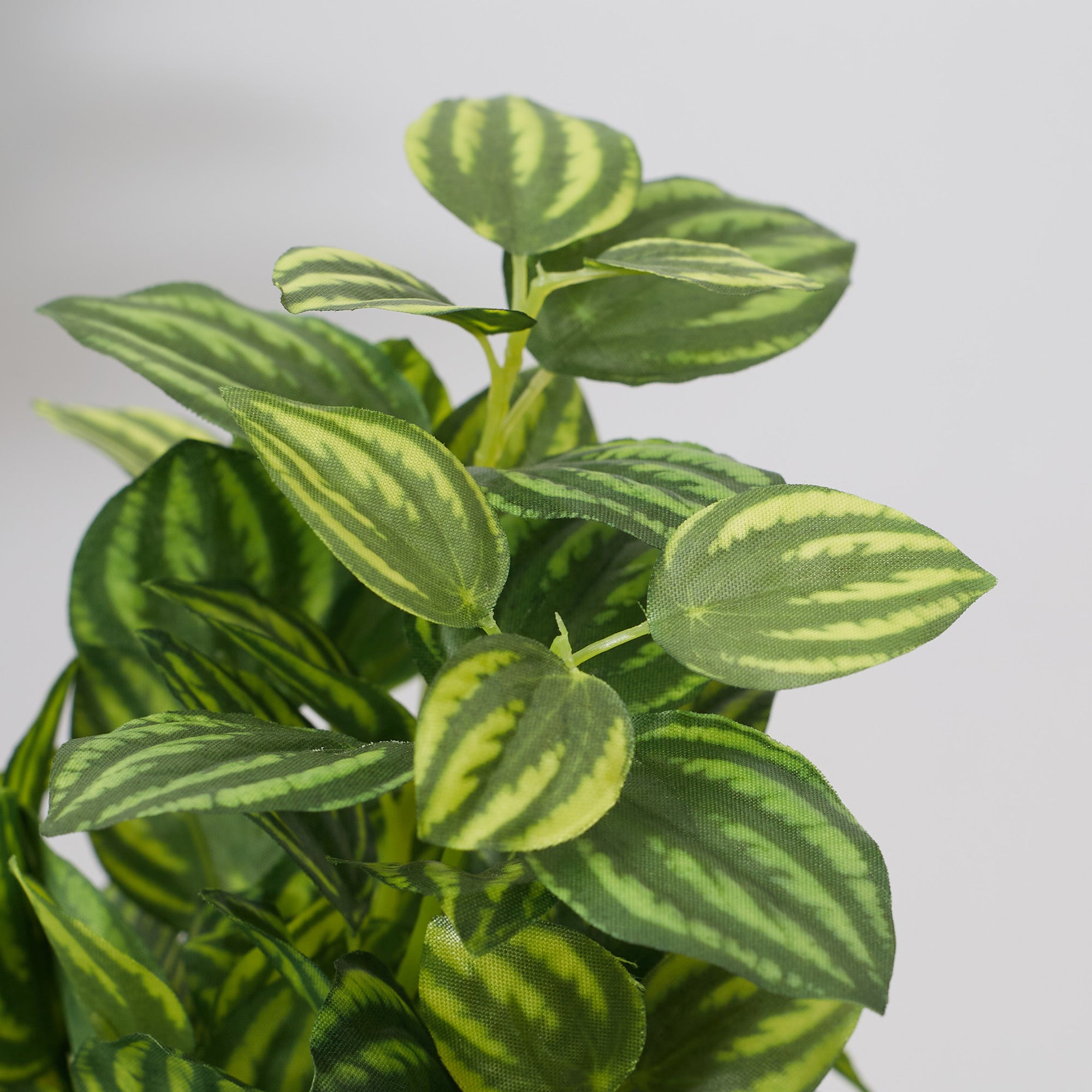 Ilana  Faux Peperomia Ceramic Potted Plant 19 Cm in Green Colour