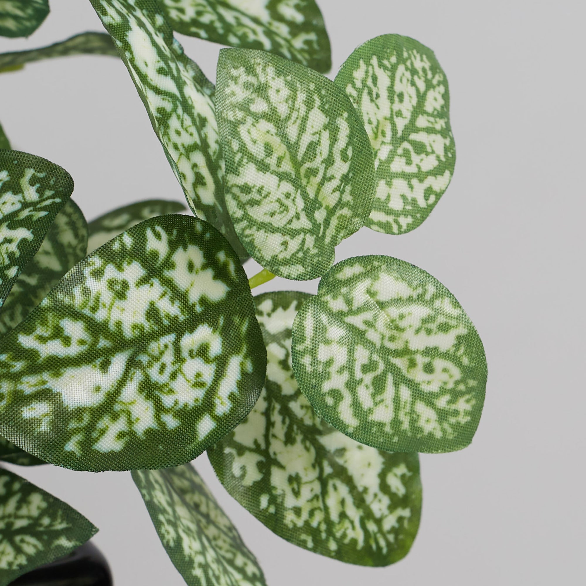 Ilana Faux Hypoestes Ceramic Potted Plant 19 Cm in Green Colour