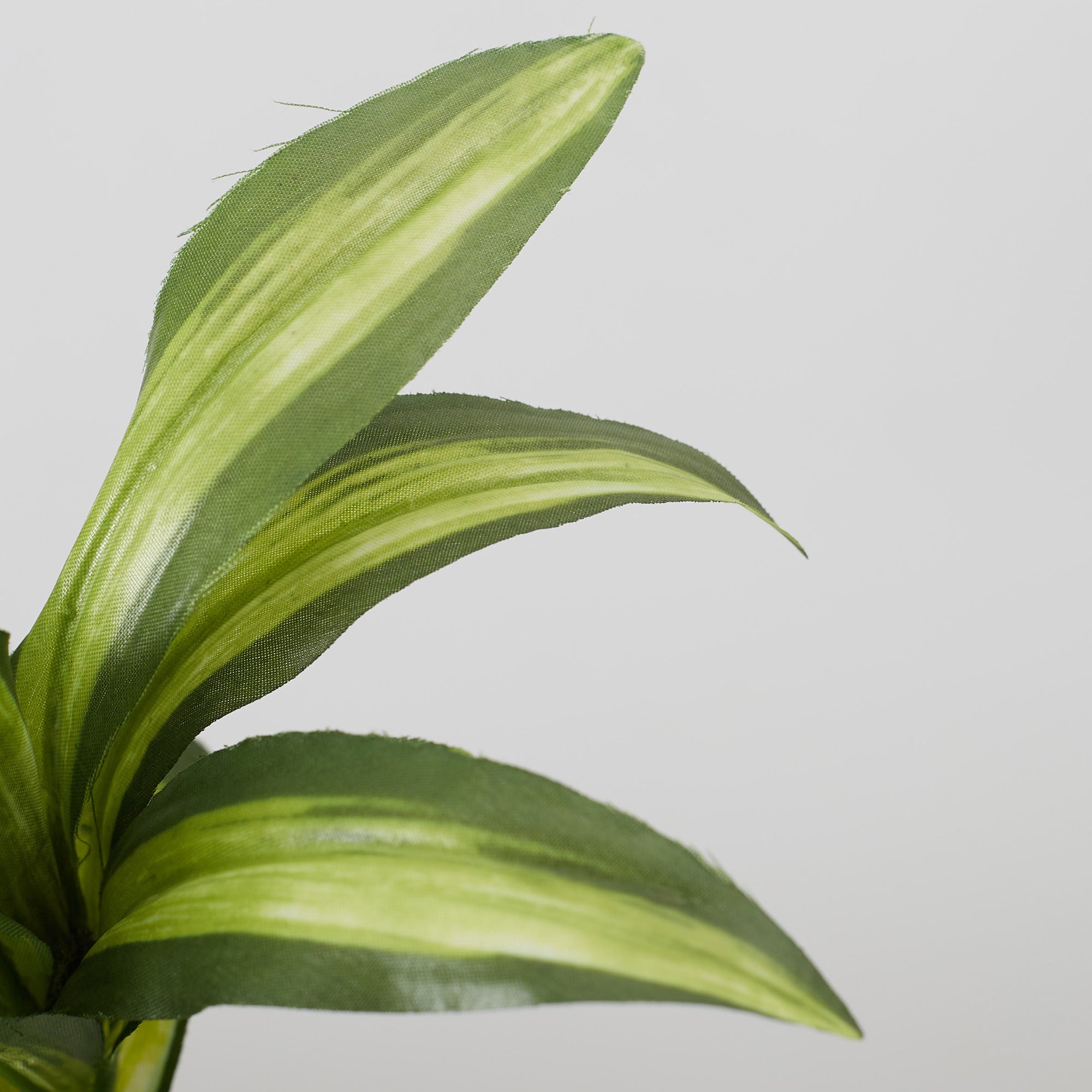 Ilana  Faux Mini Dracaena 1 Ceramic Potted Plant 24 Cm in Green Colour