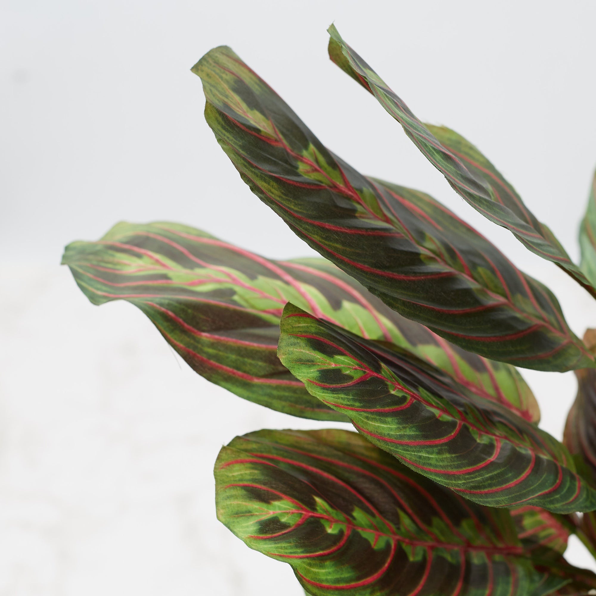 Ilana Faux Maranta Ceramic Potted Plant 45 Cm in Green Colour