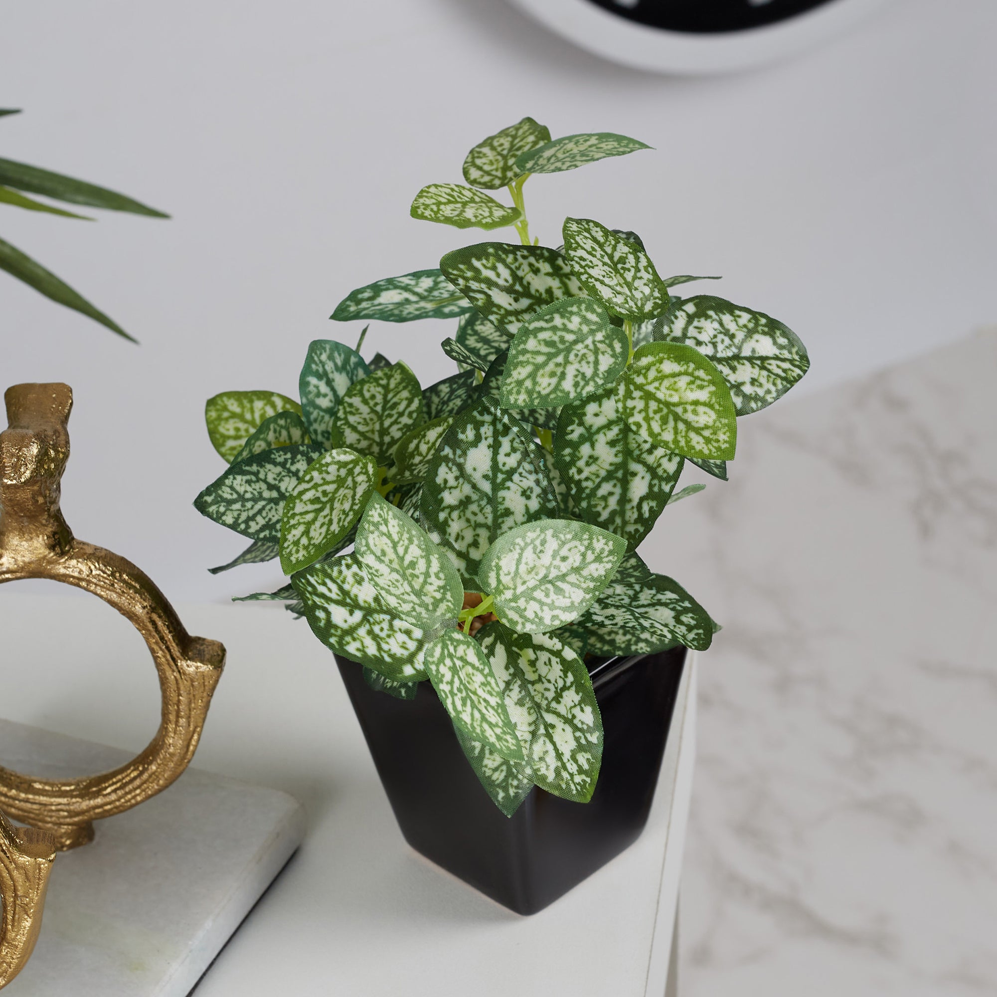 Ilana Faux Hypoestes Ceramic Potted Plant 19 Cm in Green Colour