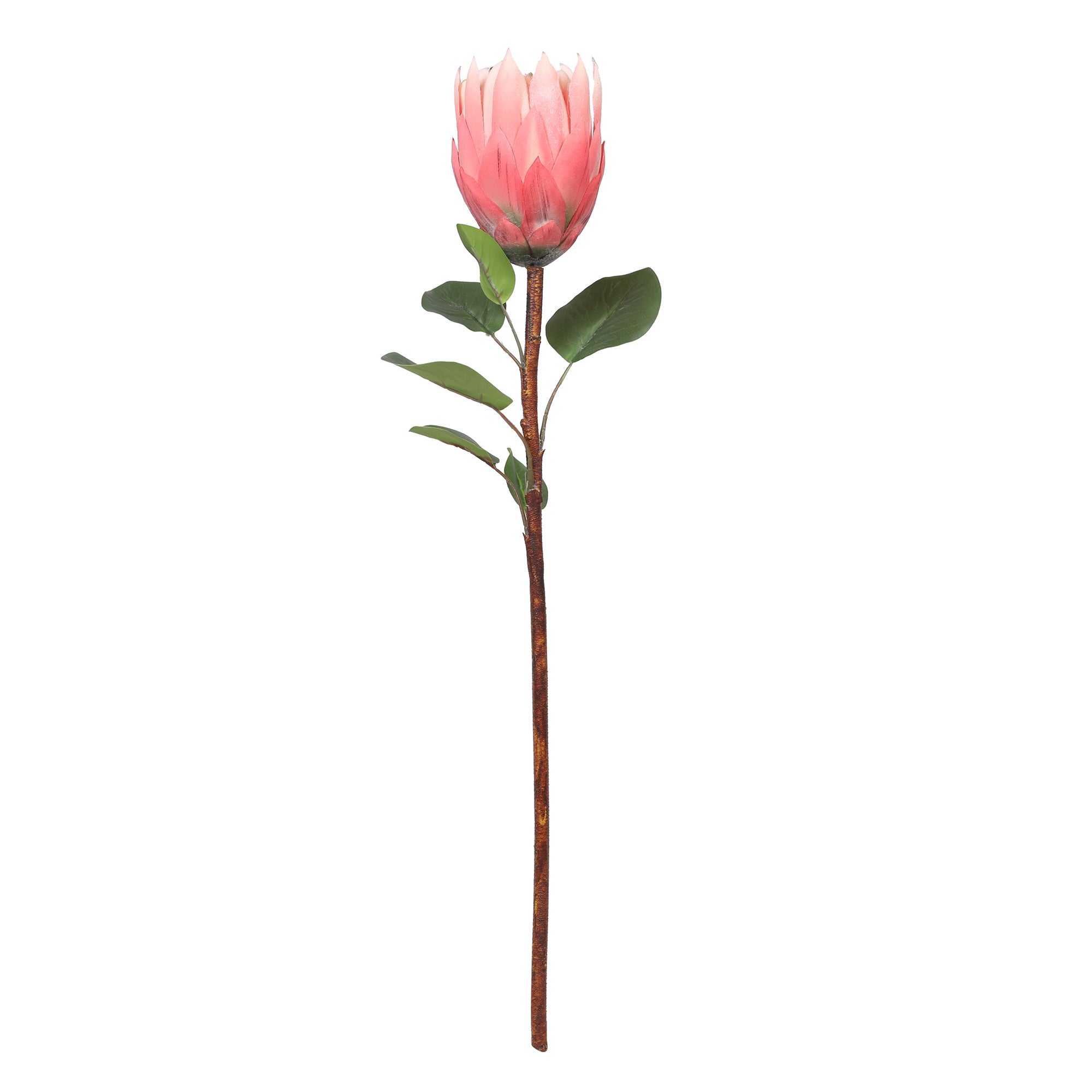 Blume Artificial Flower Protea Stem 66cm in Peach Colour By Living Essence