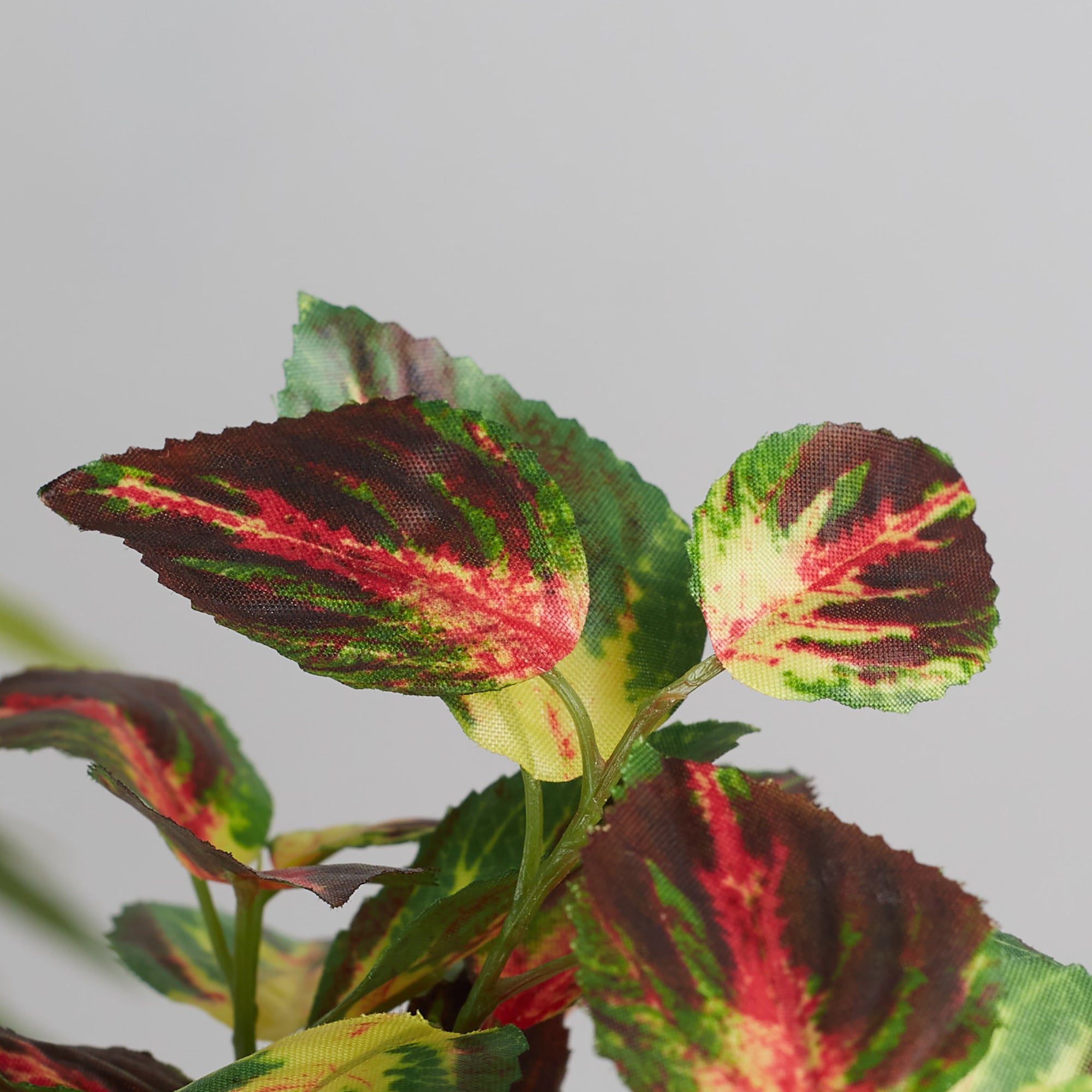 Ilana  Faux Coleus Ceramic Potted Plant 19 Cm in Green Colour