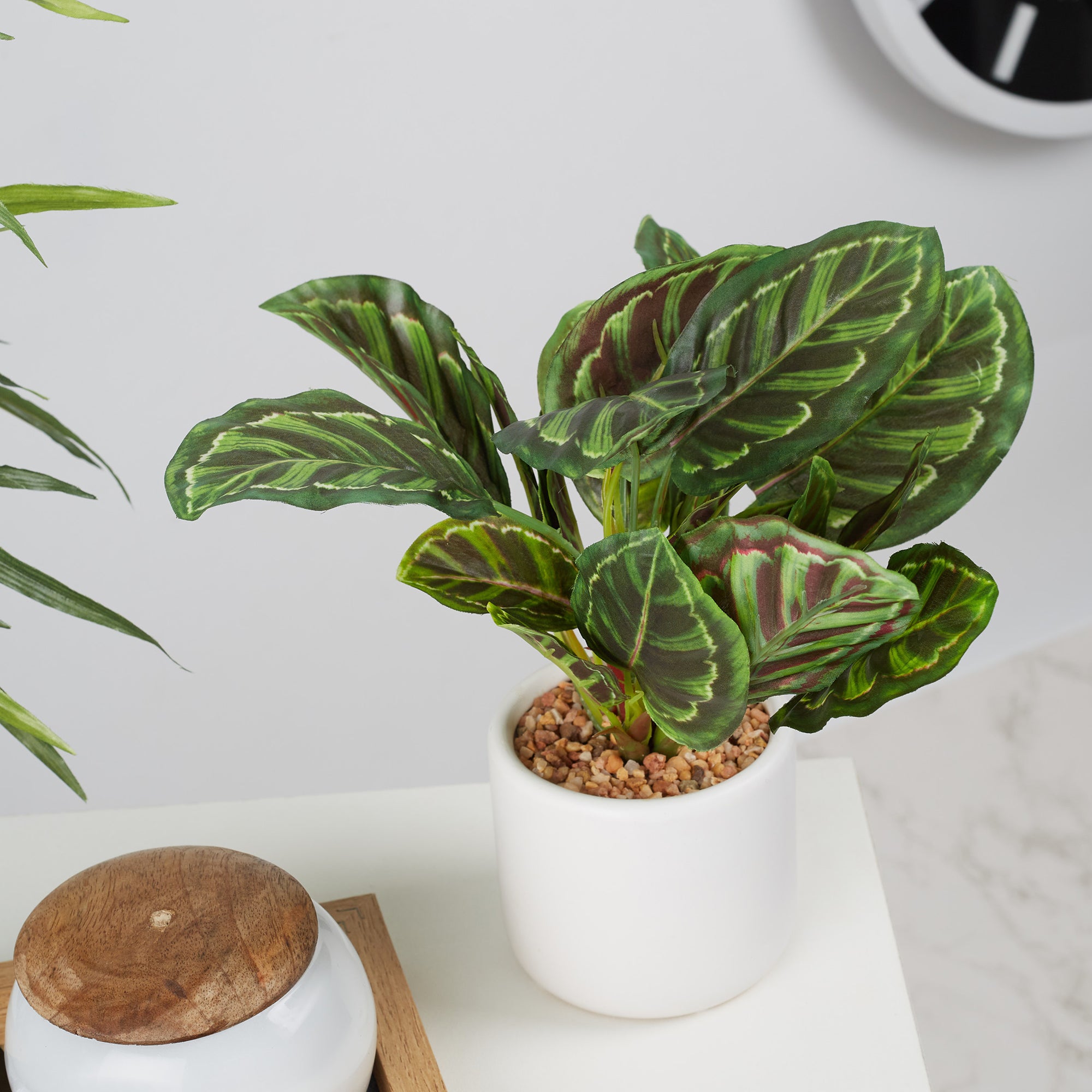 Ilana Faux Calathea Ceramic Potted Plant 25 Cm in Green Colour